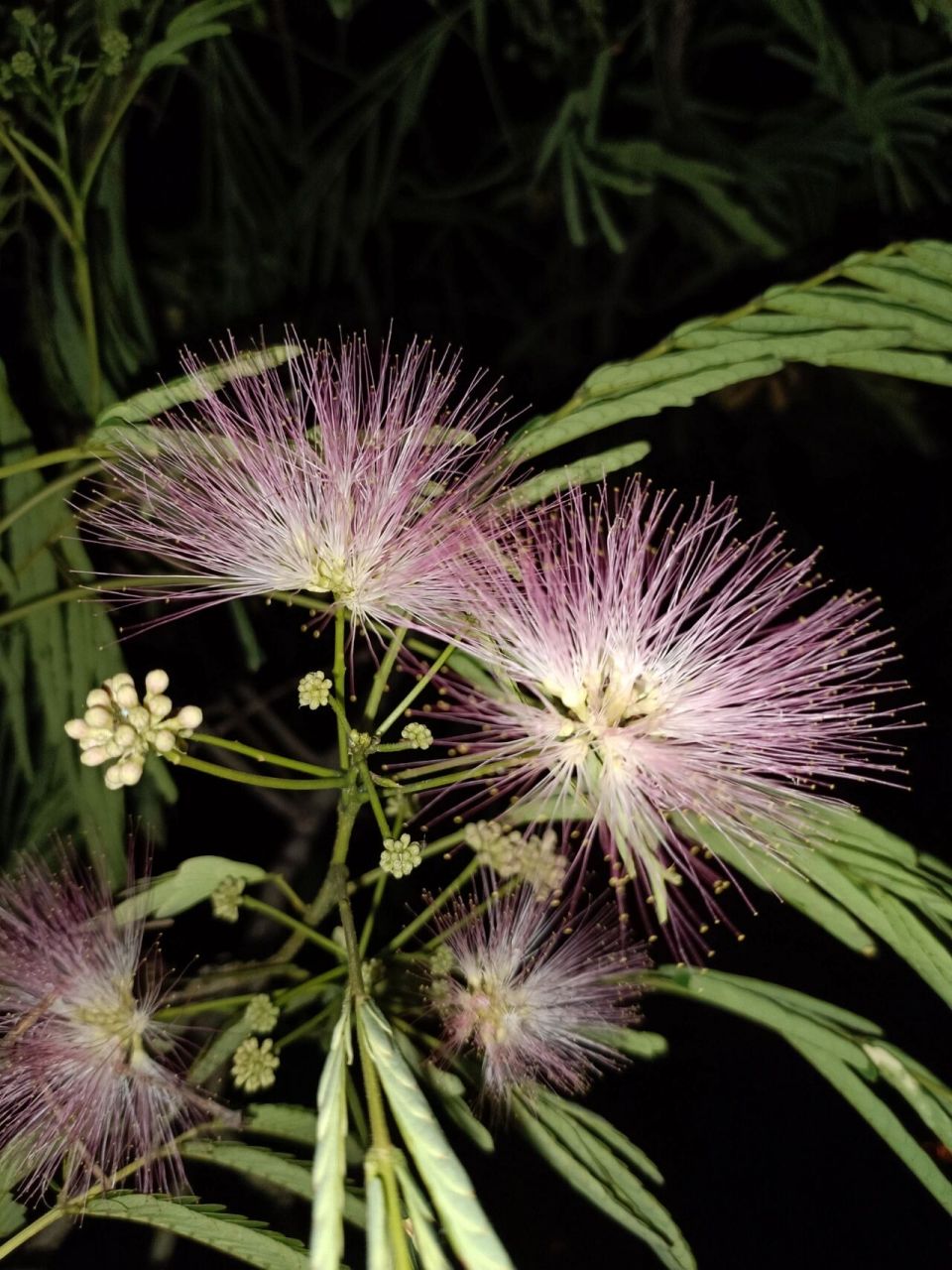 榕树花/合欢花 傻傻分不清楚