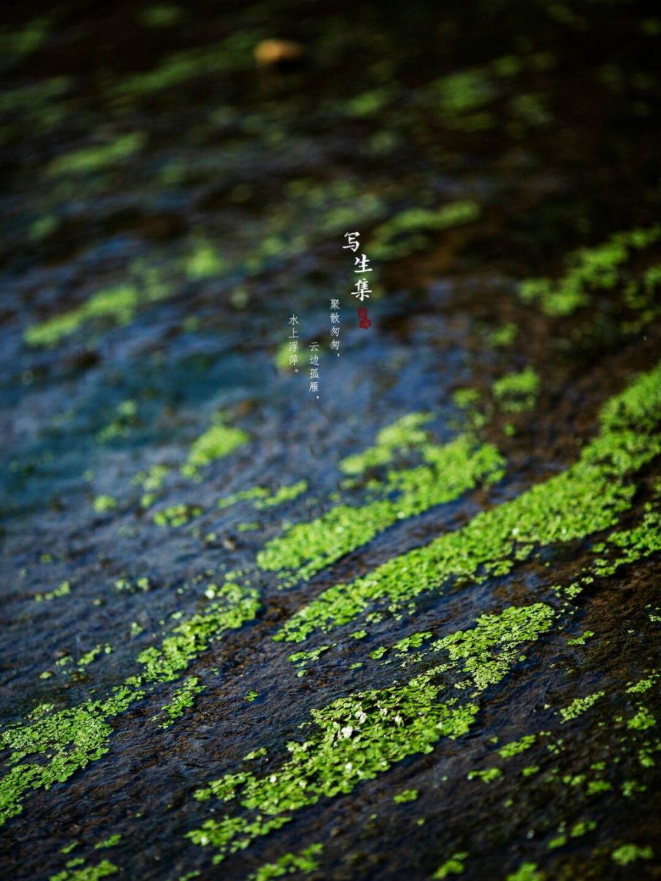 我所在城市里的常见植物#出門踏秋去#浮萍