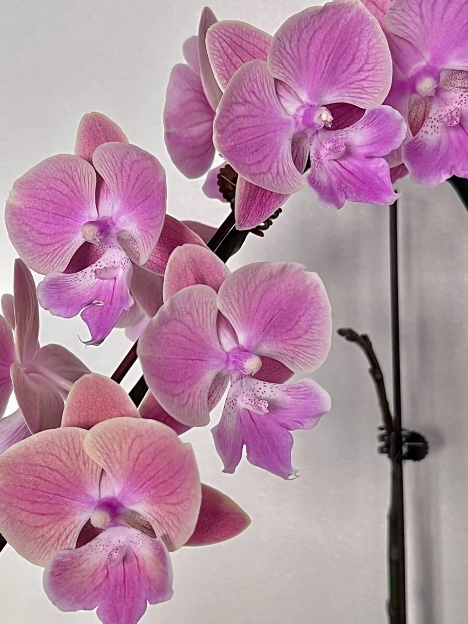 蝴蝶兰"5618" |"唯美"大舌头 "5618"大舌头,应该是近两年大舌头商品兰