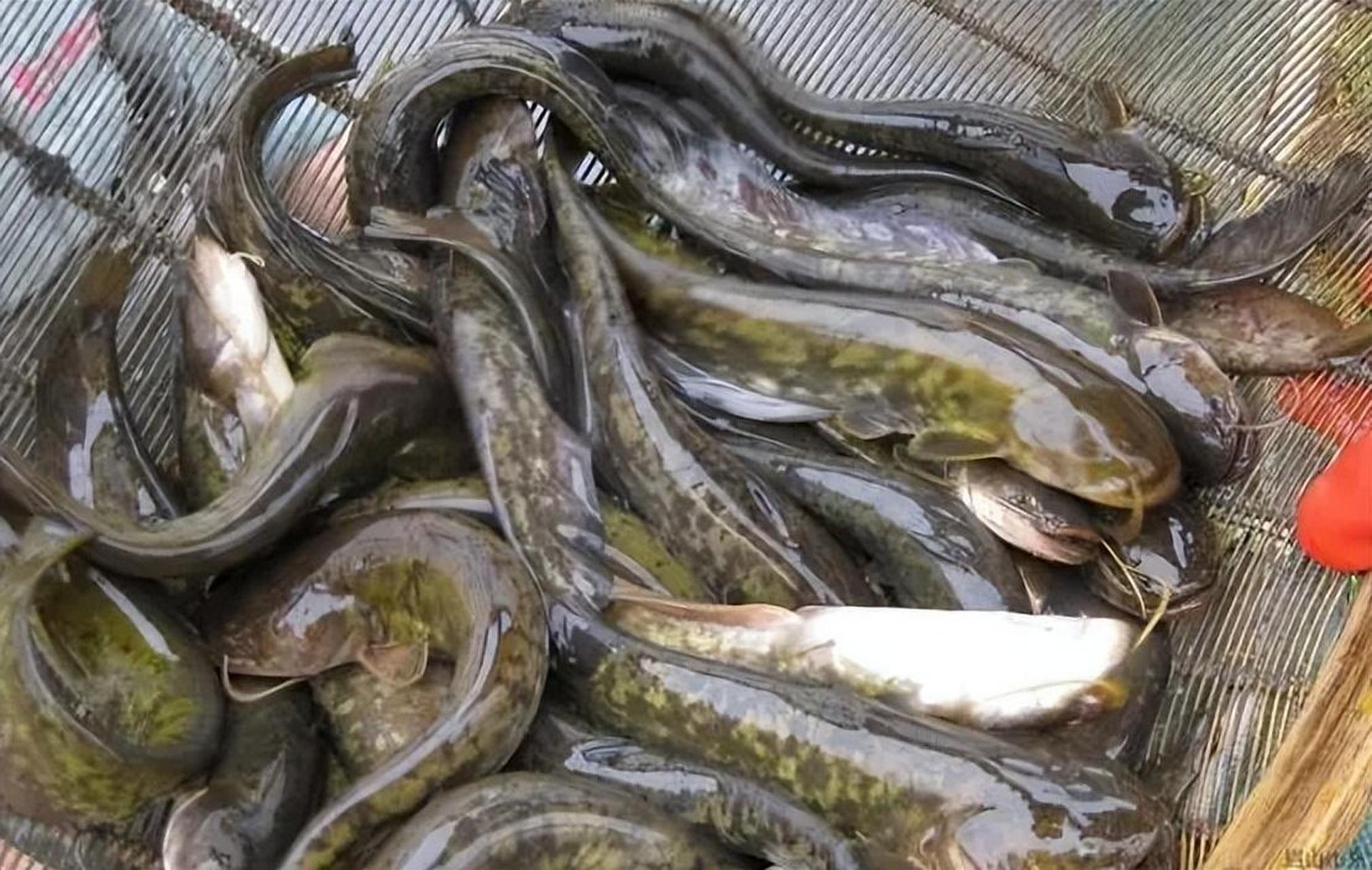 鲶鱼的名声是怎么变"臭"的?