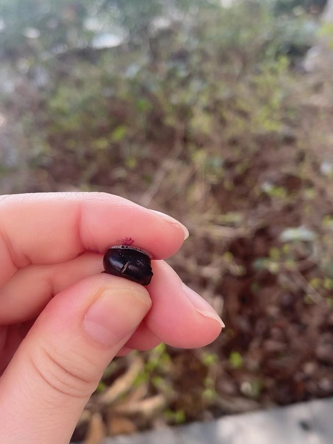 浅尝香樟树果子