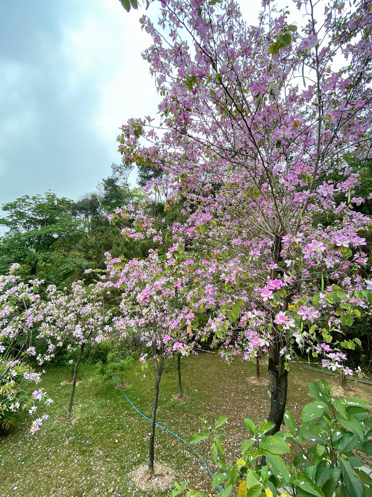 花都飞鹅岭山顶公园,1小时轻松游 作为一个免费公园,修得很不错了,砖