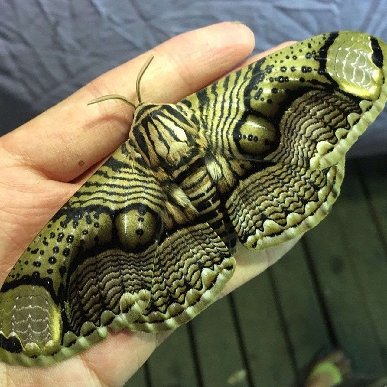 图一是一个经常被问到的鳞翅目幼虫,它们是【箩纹蛾brahmaeidae】 别