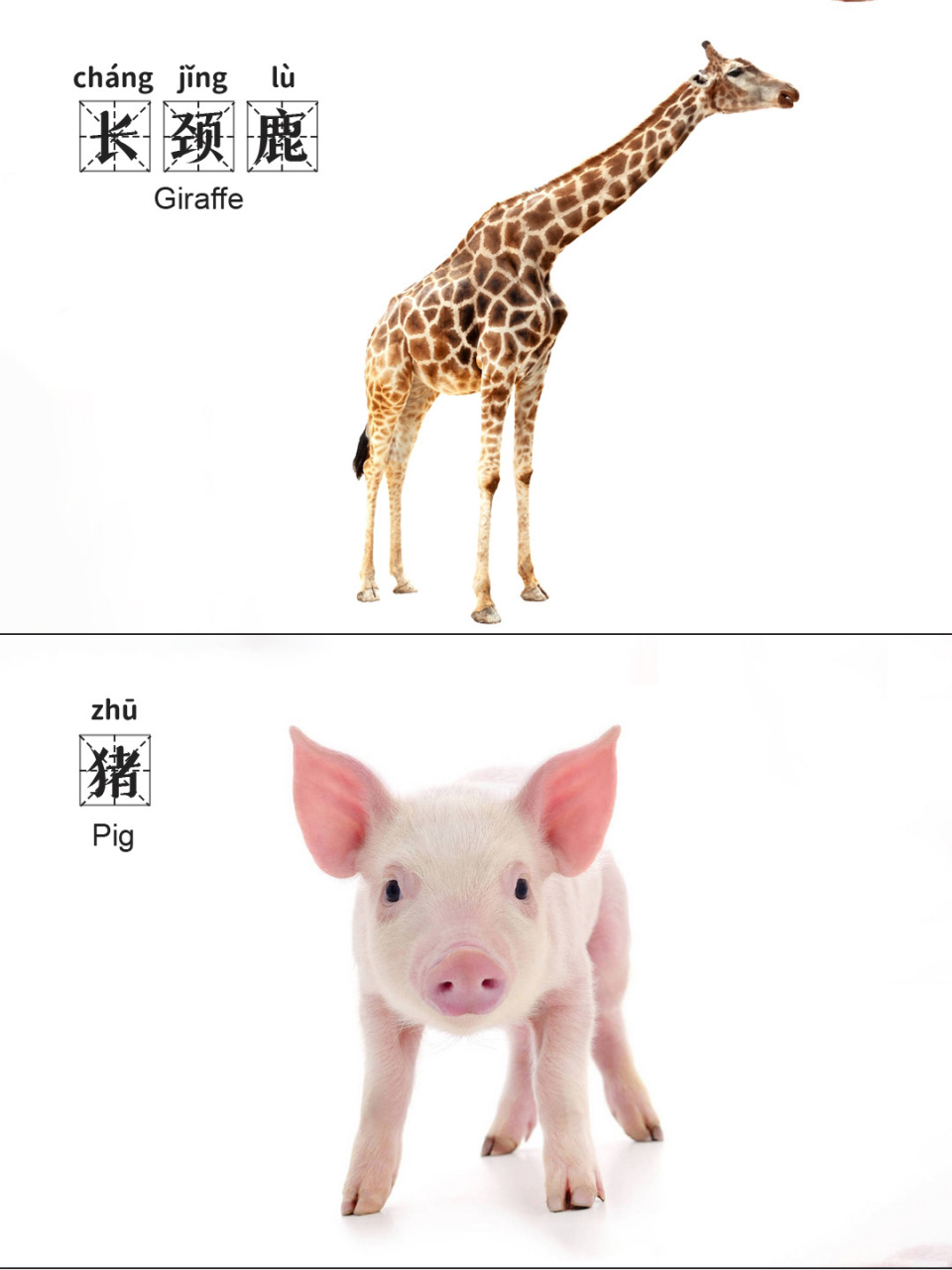 高清真实动物图案,让宝宝更易与现实生活联系起来!