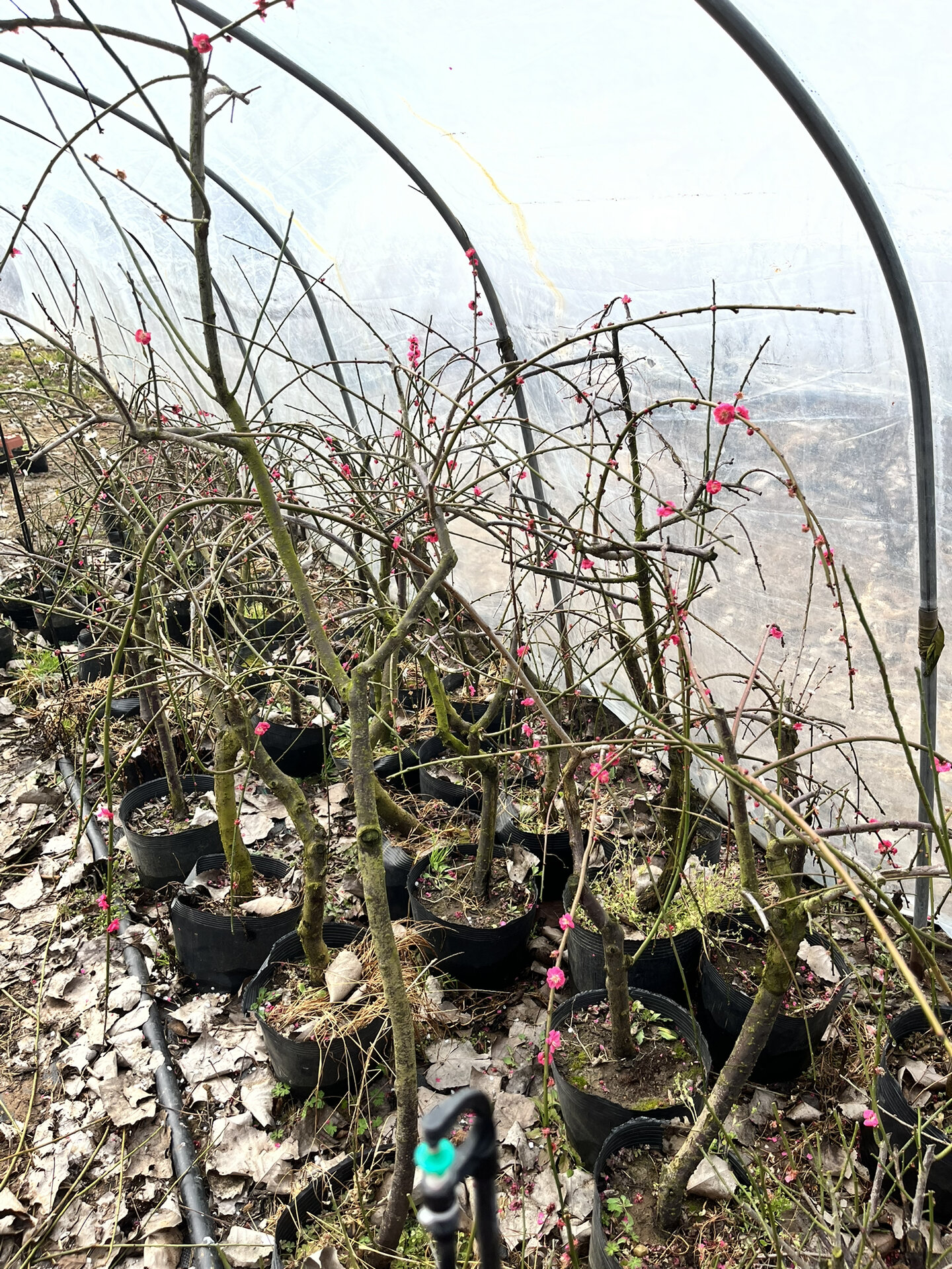 一起认识梅花品种(7)～垂枝品种群