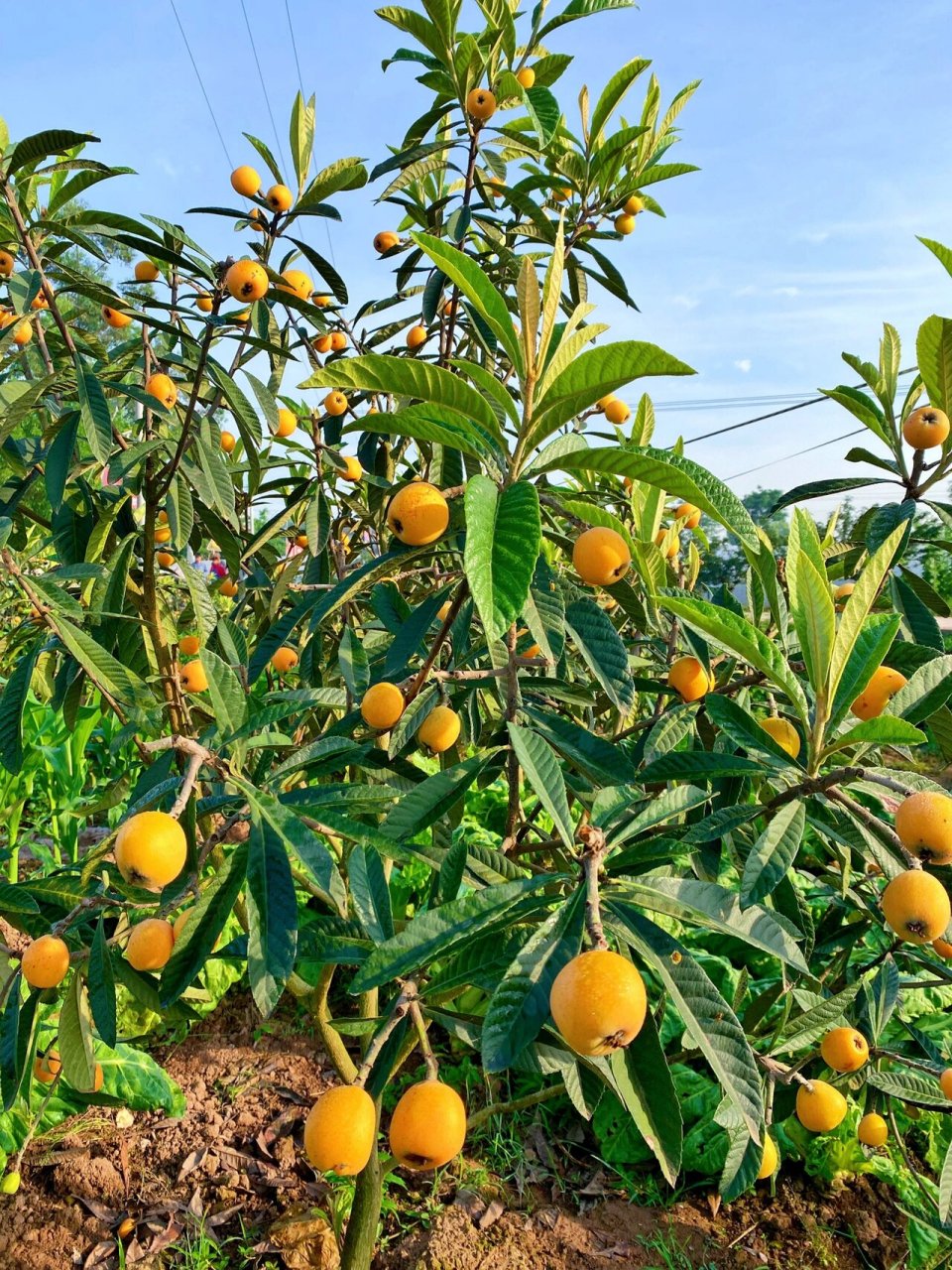 重庆采摘|合川枇杷采摘 古楼镇的枇杷熟啦～ 这里的枇杷又大又甜 地址