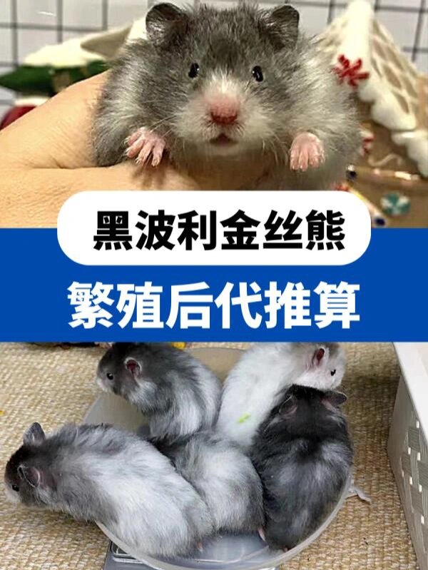 黑波利金丝熊繁殖后代推算