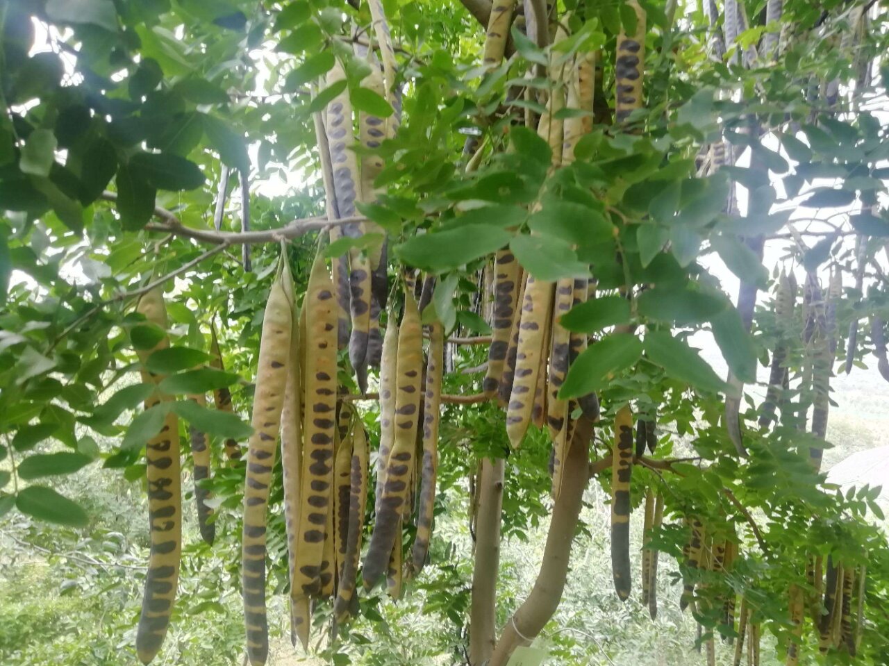 每日一花 | 皂荚