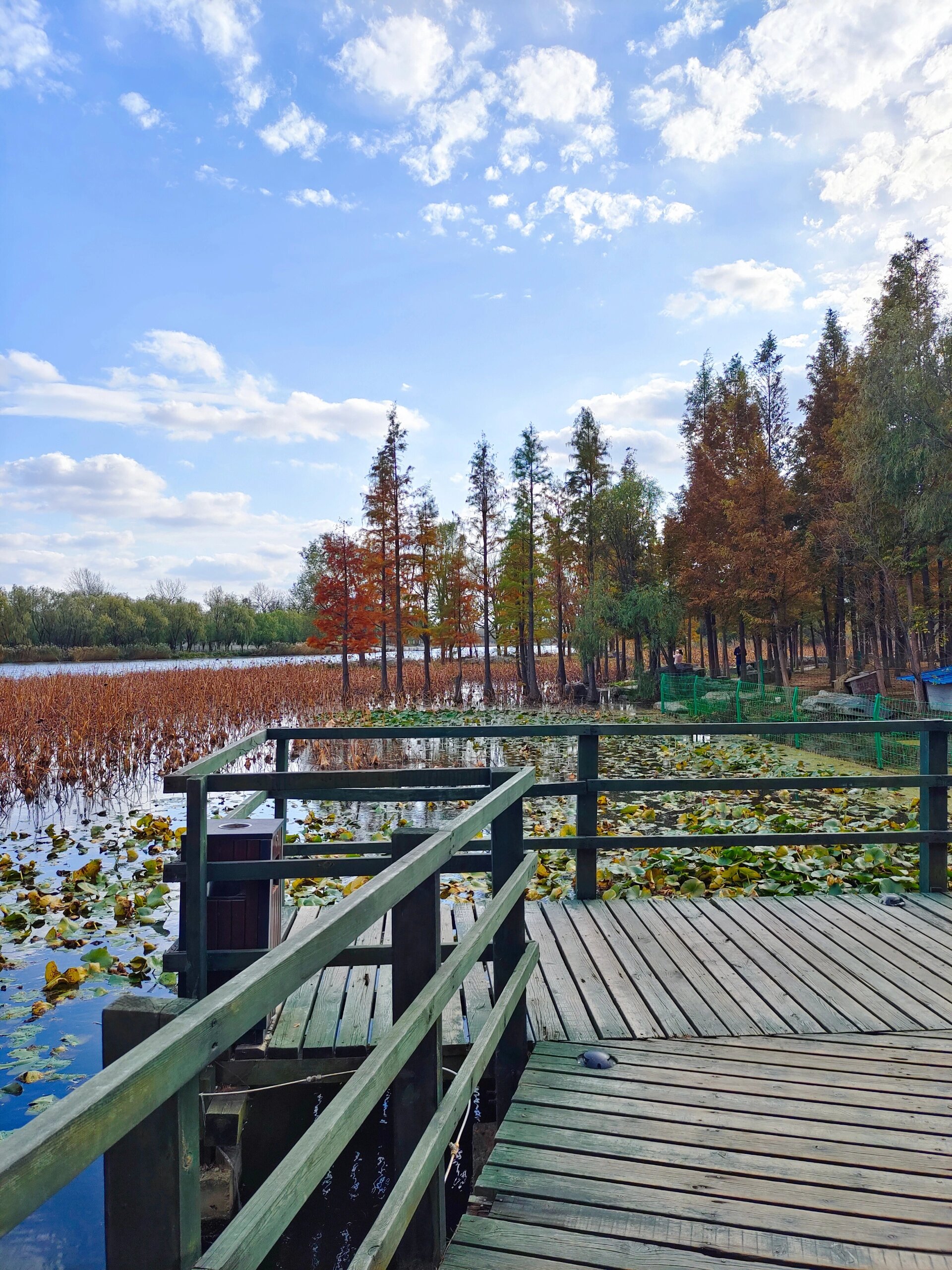烟台遛娃 鱼鸟河公园红水杉 的水杉红了,油画般的秋天色彩,美轮美奂.