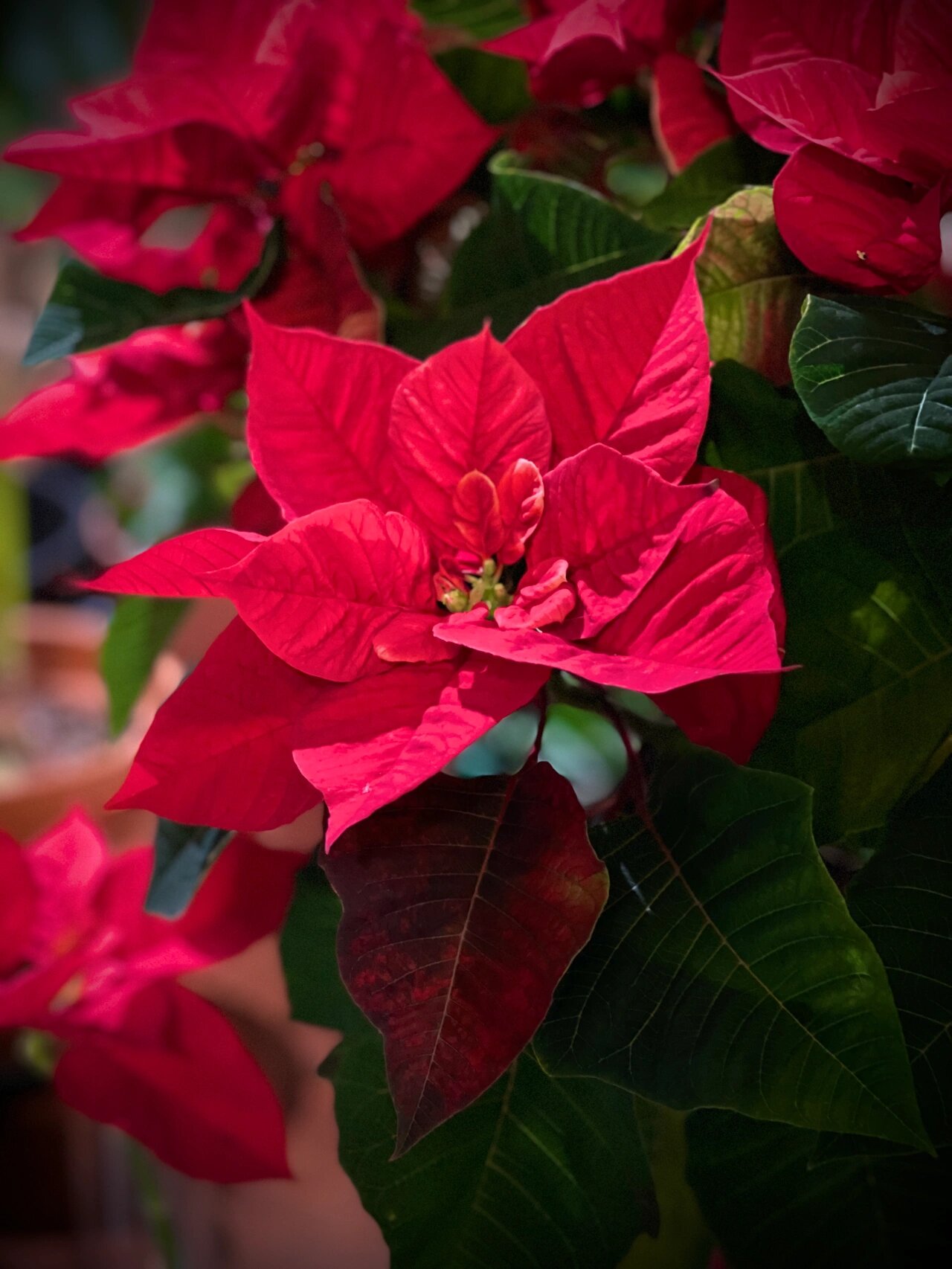 圣诞红poinsettia养护重点