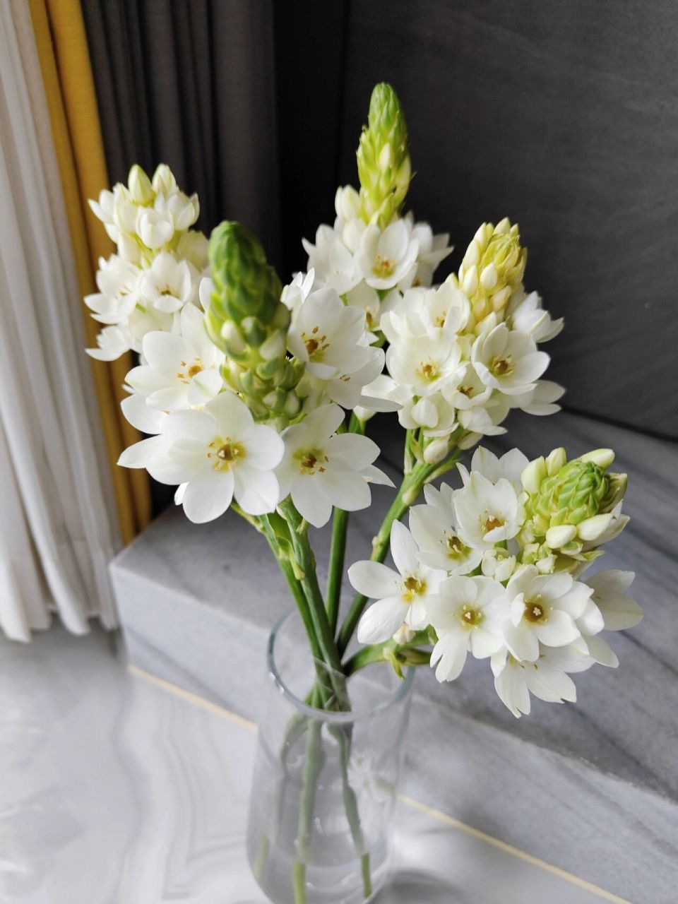 圣心百合,省心又漂亮 5.