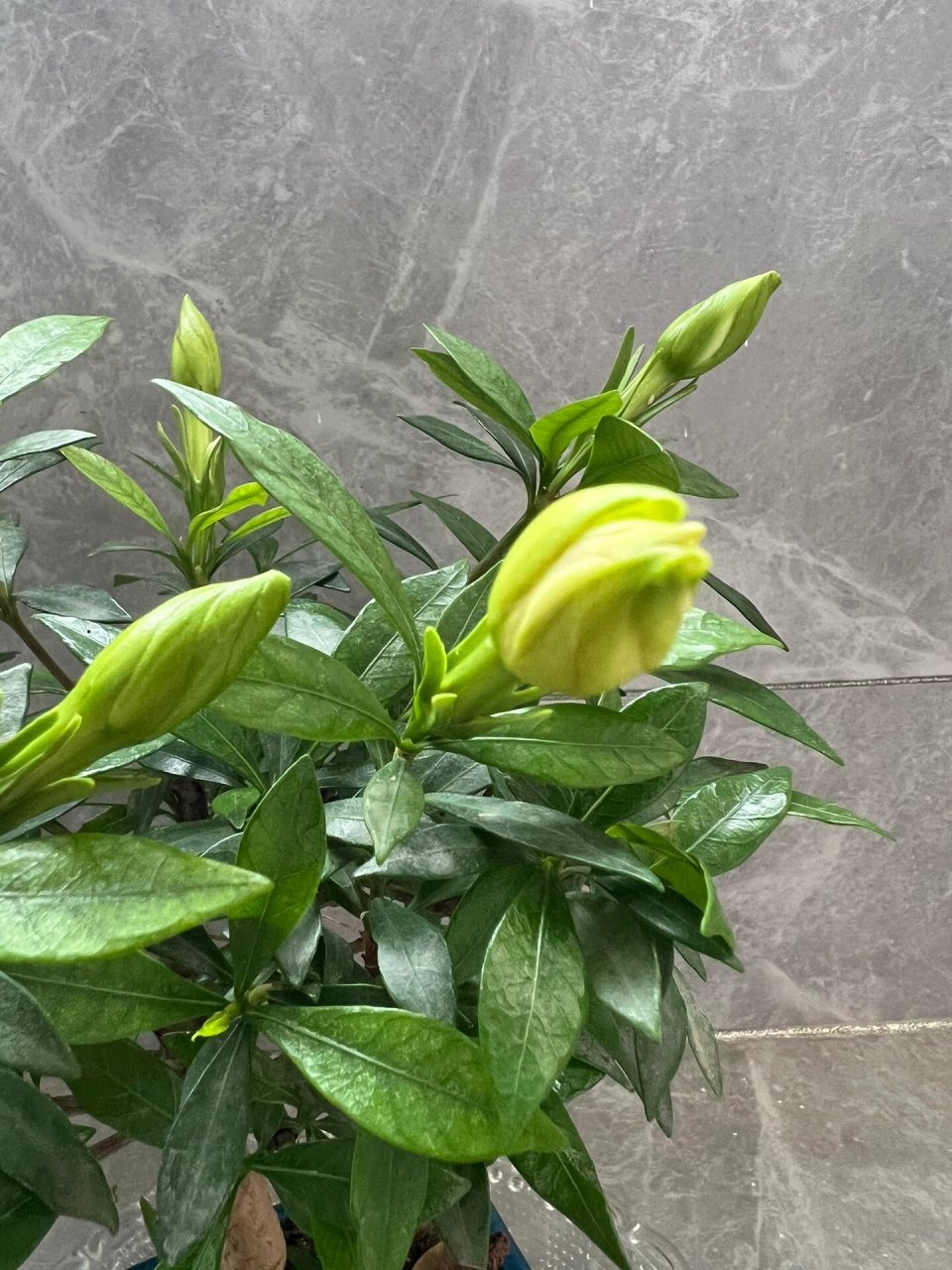 雀舌栀子花 重瓣花不结果的雀舌栀,有的地方叫罗汉栀,现在也有叫寿星