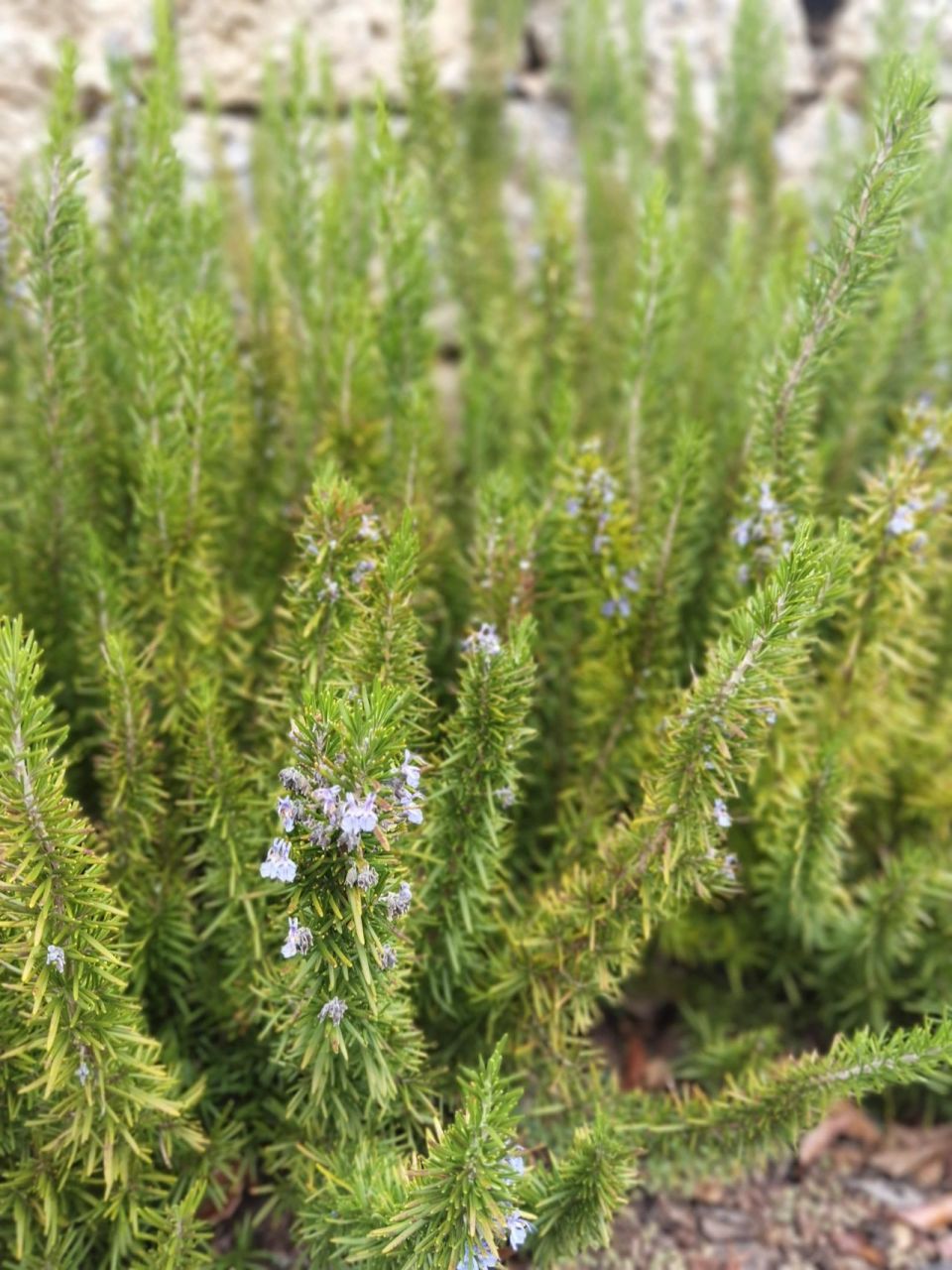 迷迭香的花原来长这样 迷迭香是冬季及春季开花,从12月开到次年4月初