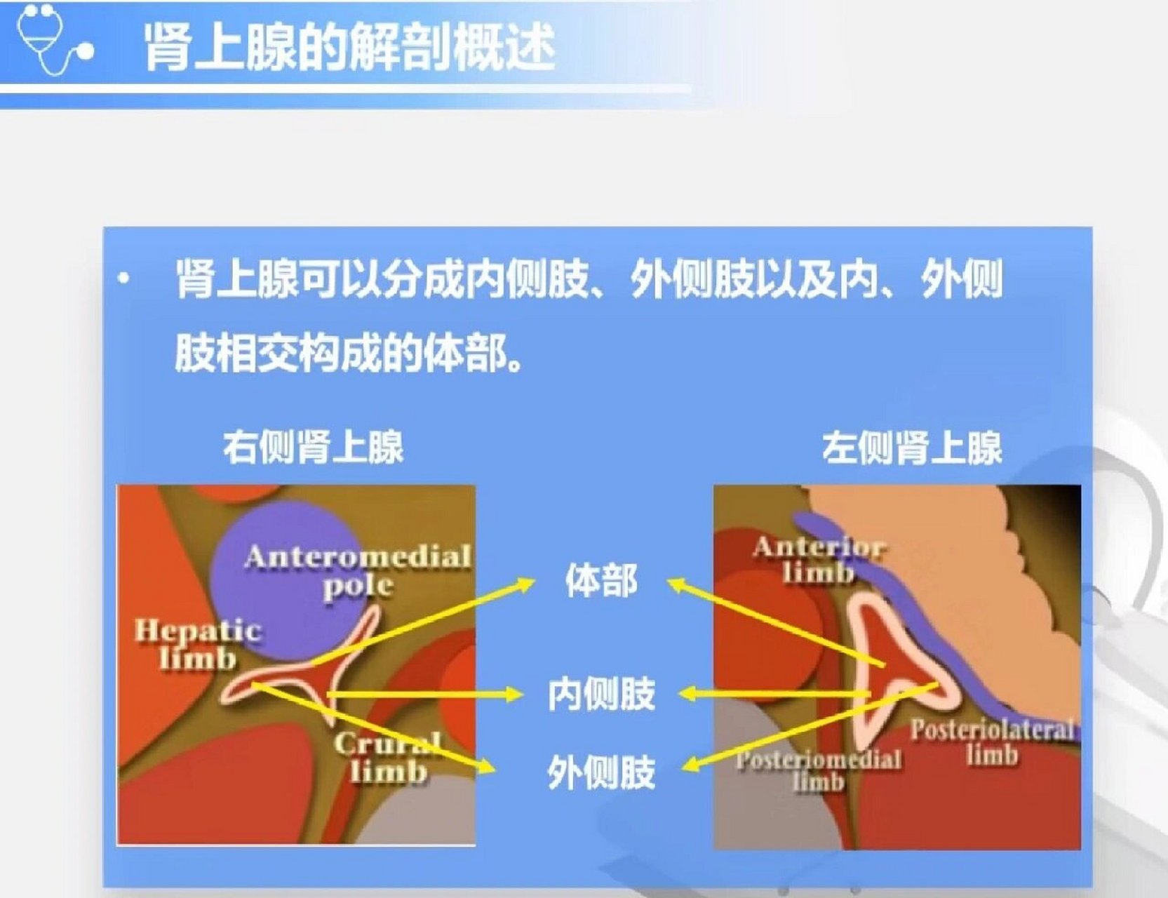 右肾上腺位置图片