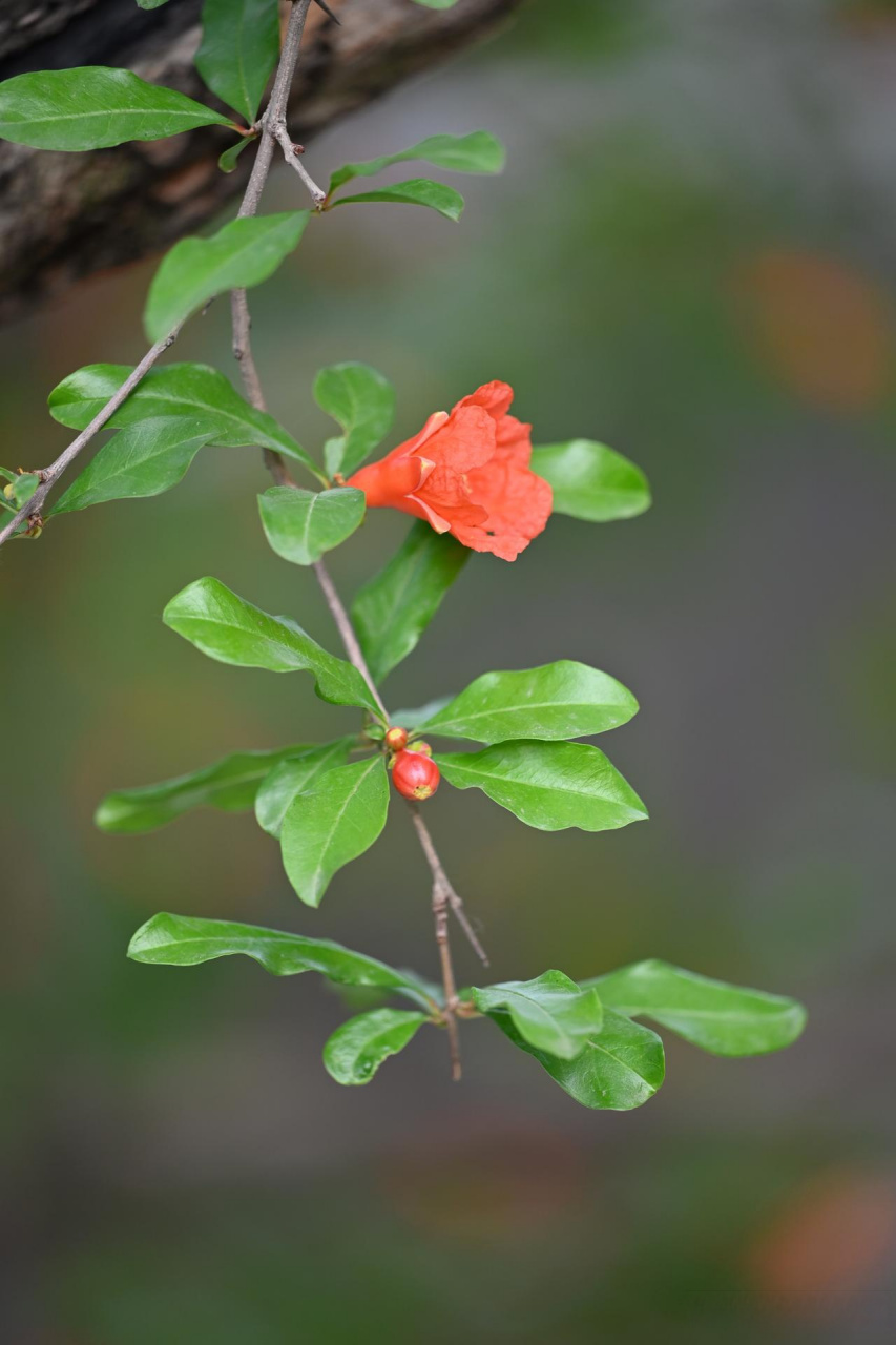 西安的市花图片