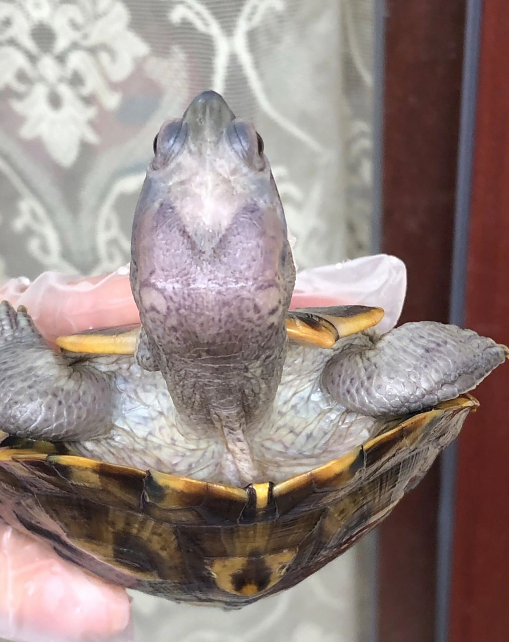 极品双魔眼黑巴西龟粗鞭公751525cm 懂货的来 特色背甲,品相如图