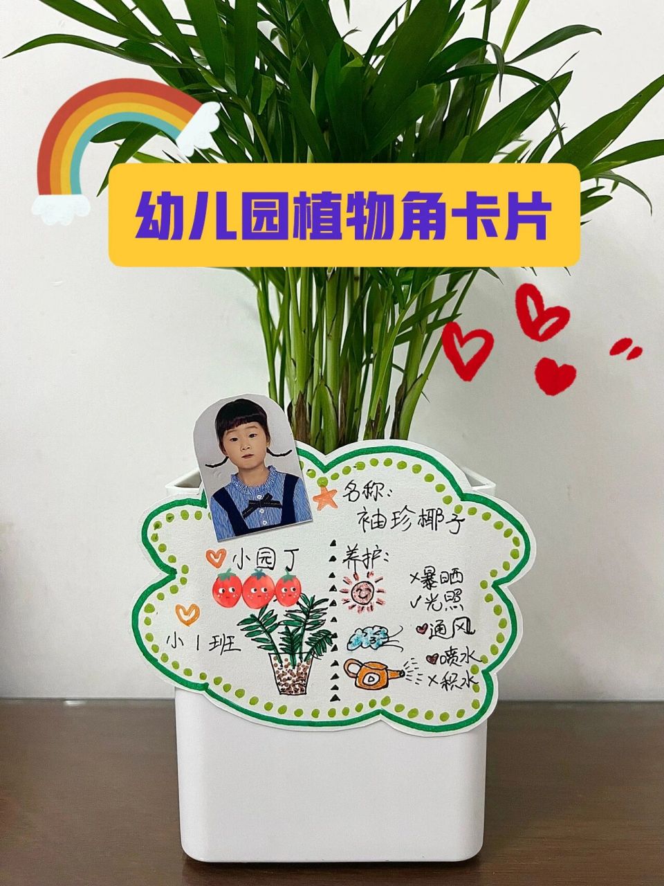 幼儿园植物角绿植卡片/标签 叮咚上买的植物,叫袖珍椰子,带娃做了半