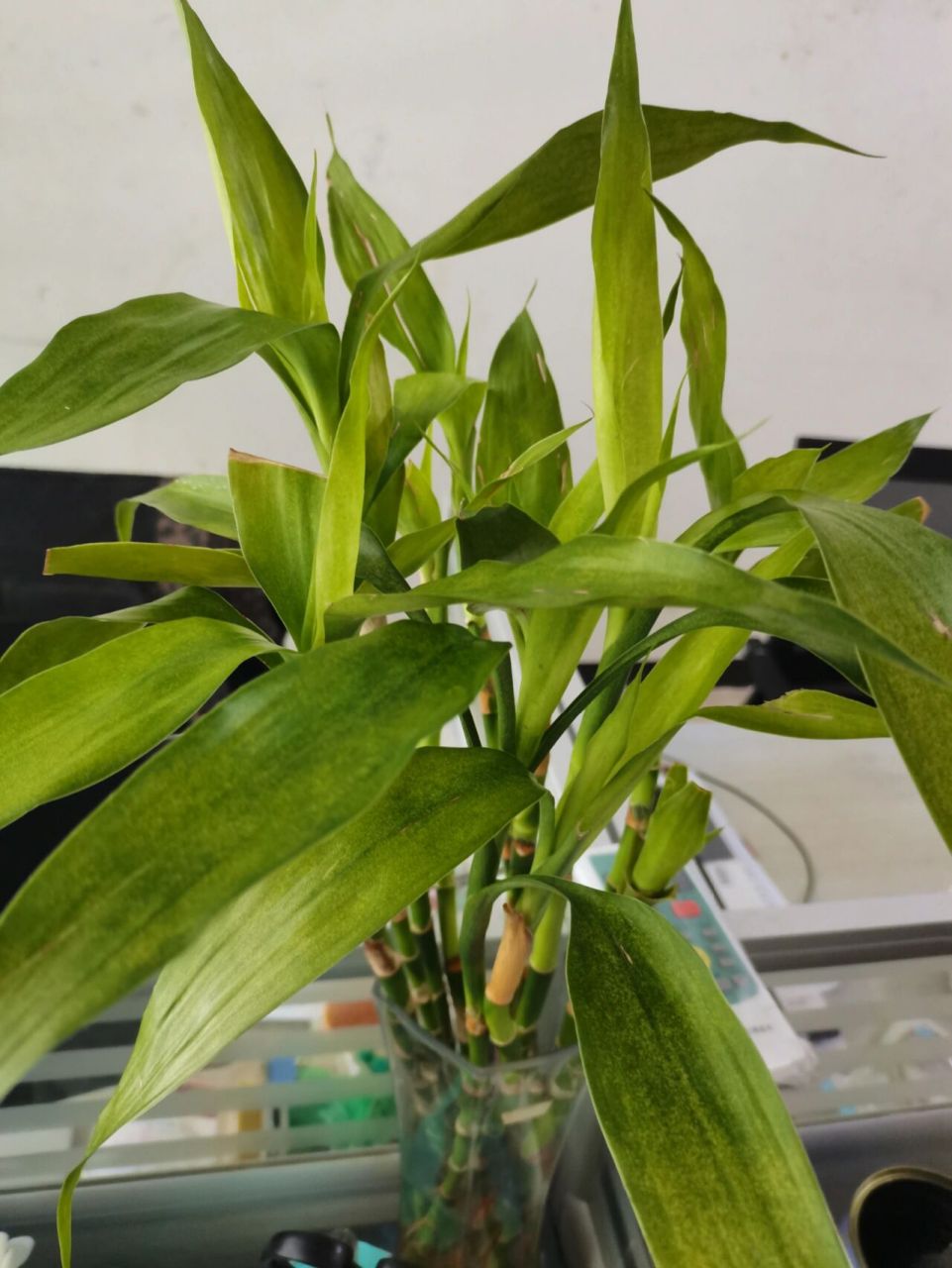 富贵竹生虫大面积发黄~ 公司养的富贵竹,被我发现生虫后开始清理虫卵