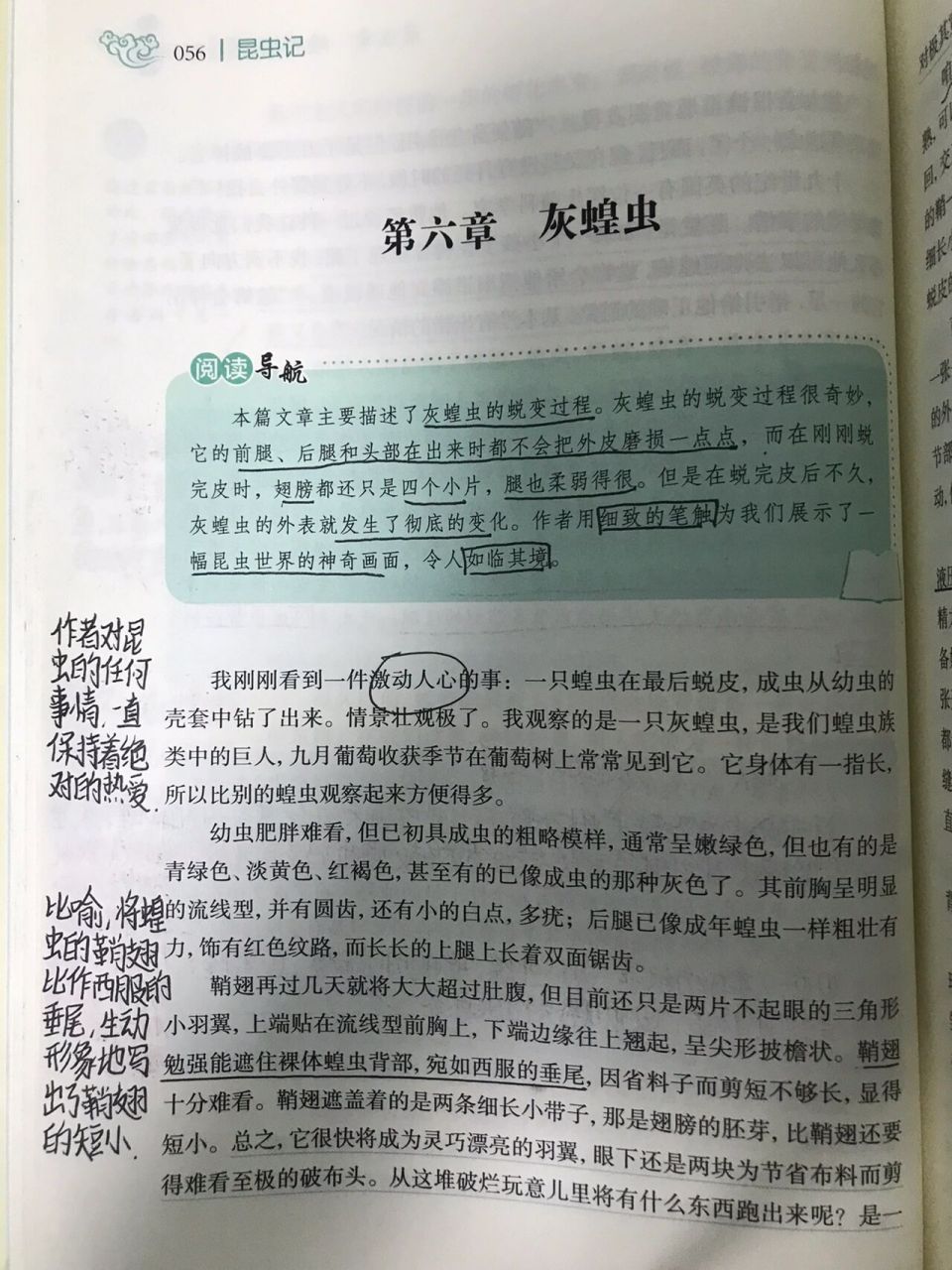 灰蝗虫蜕变过程图片