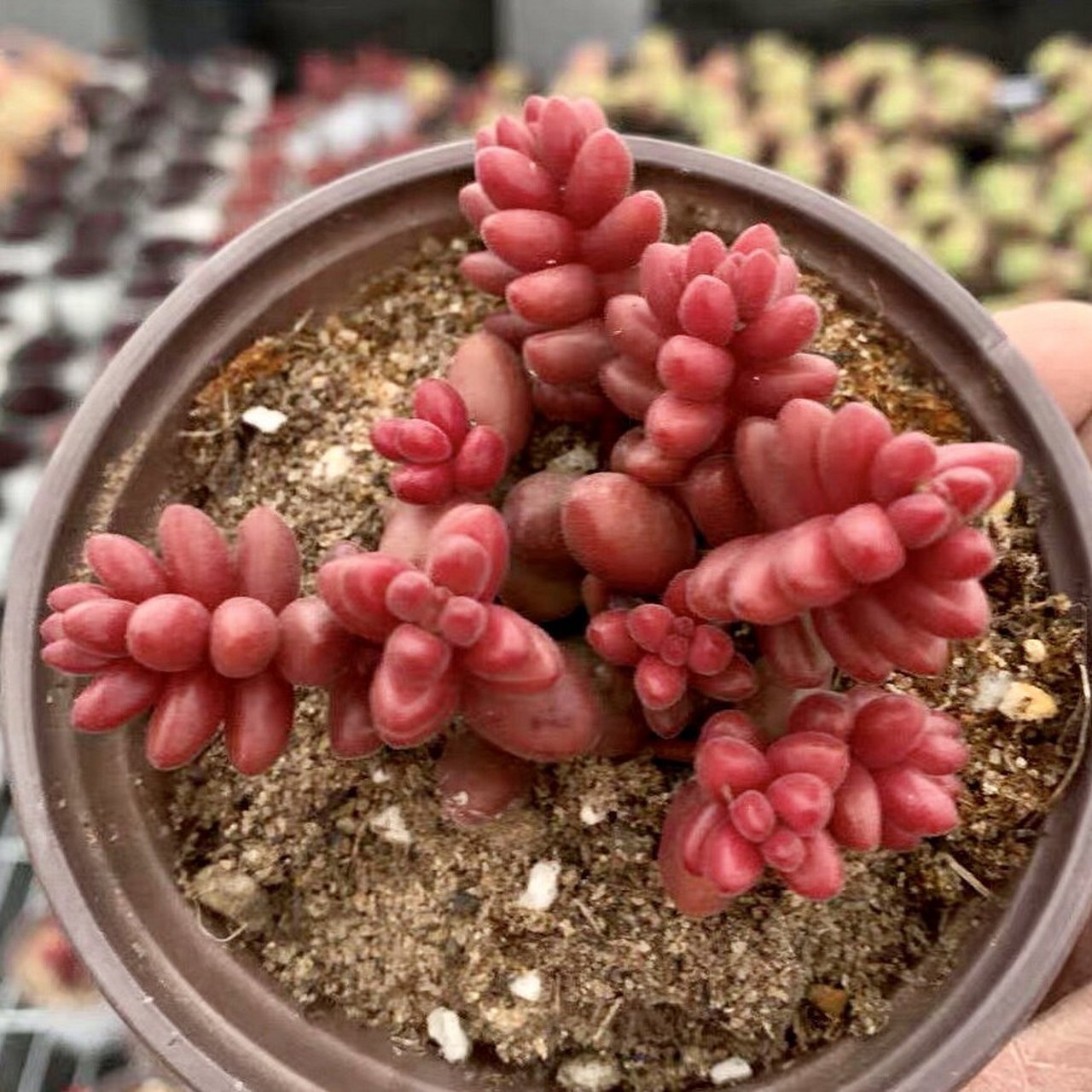 7715每天认识一款多肉9591|珊瑚珠| 78珊瑚珠sedum stahlii