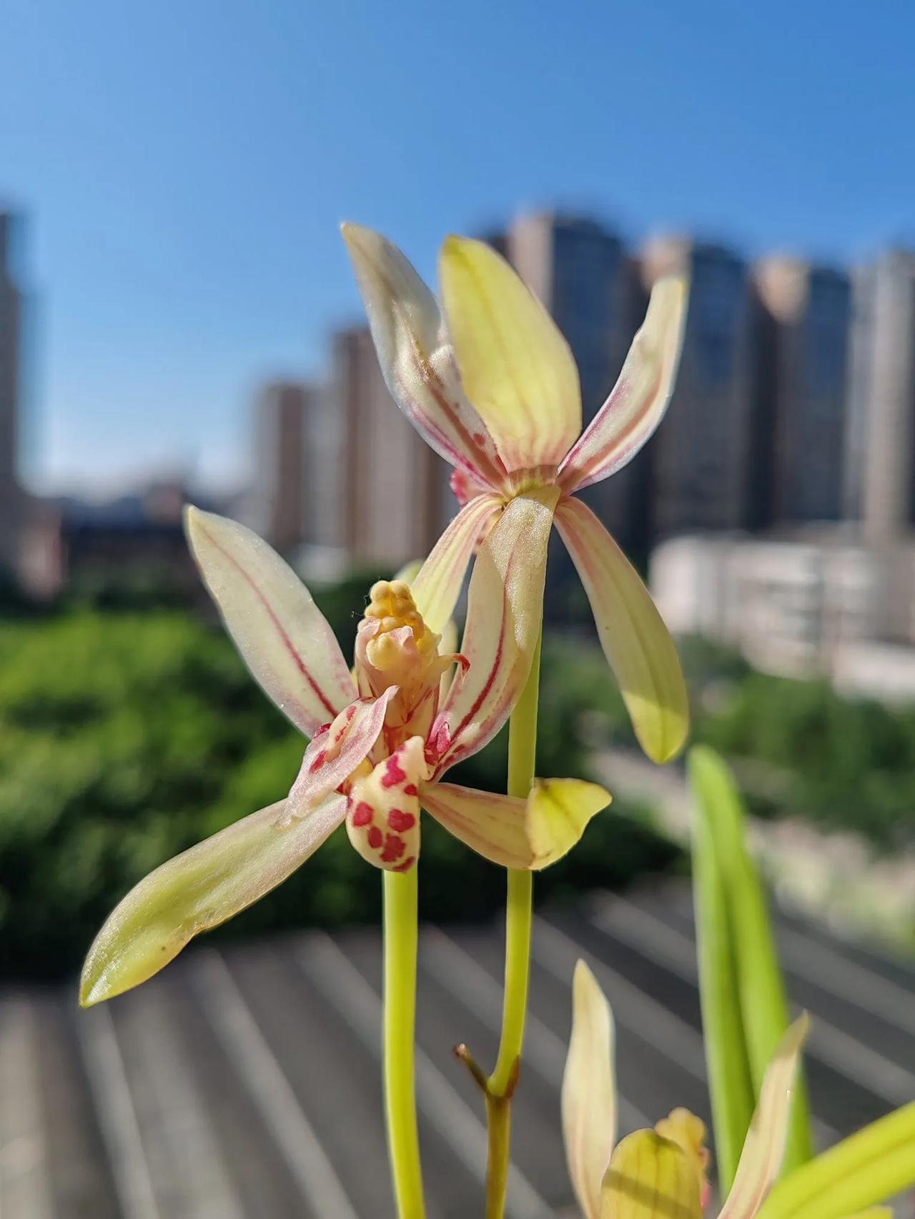 头条创作挑战赛狮子头花,越开狮子头型态越明显,蛮有意思哈