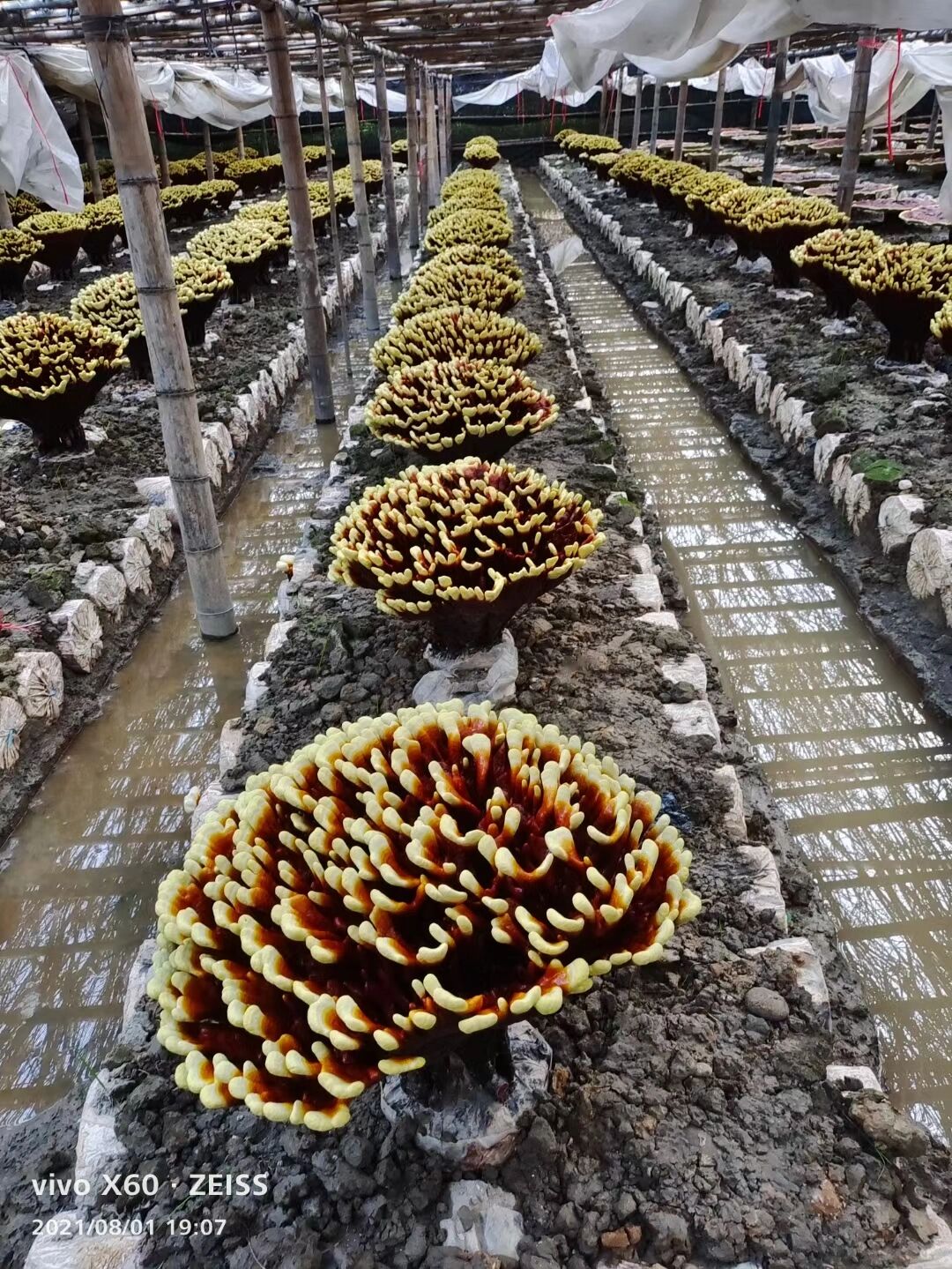 灵芝花,10年一开,清风徐来