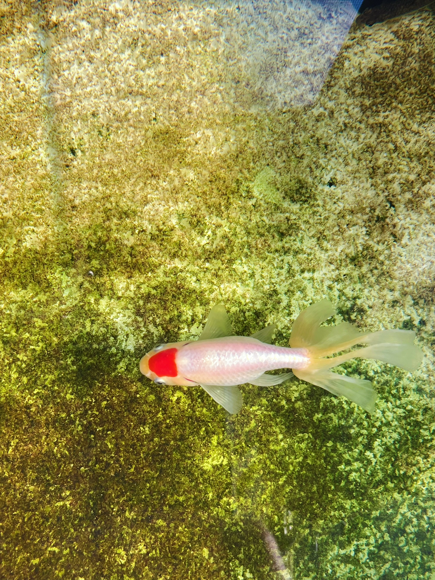 中日古典金鱼合集 分享一些一岁半和今年当岁的中日古典金鱼 ①日狮