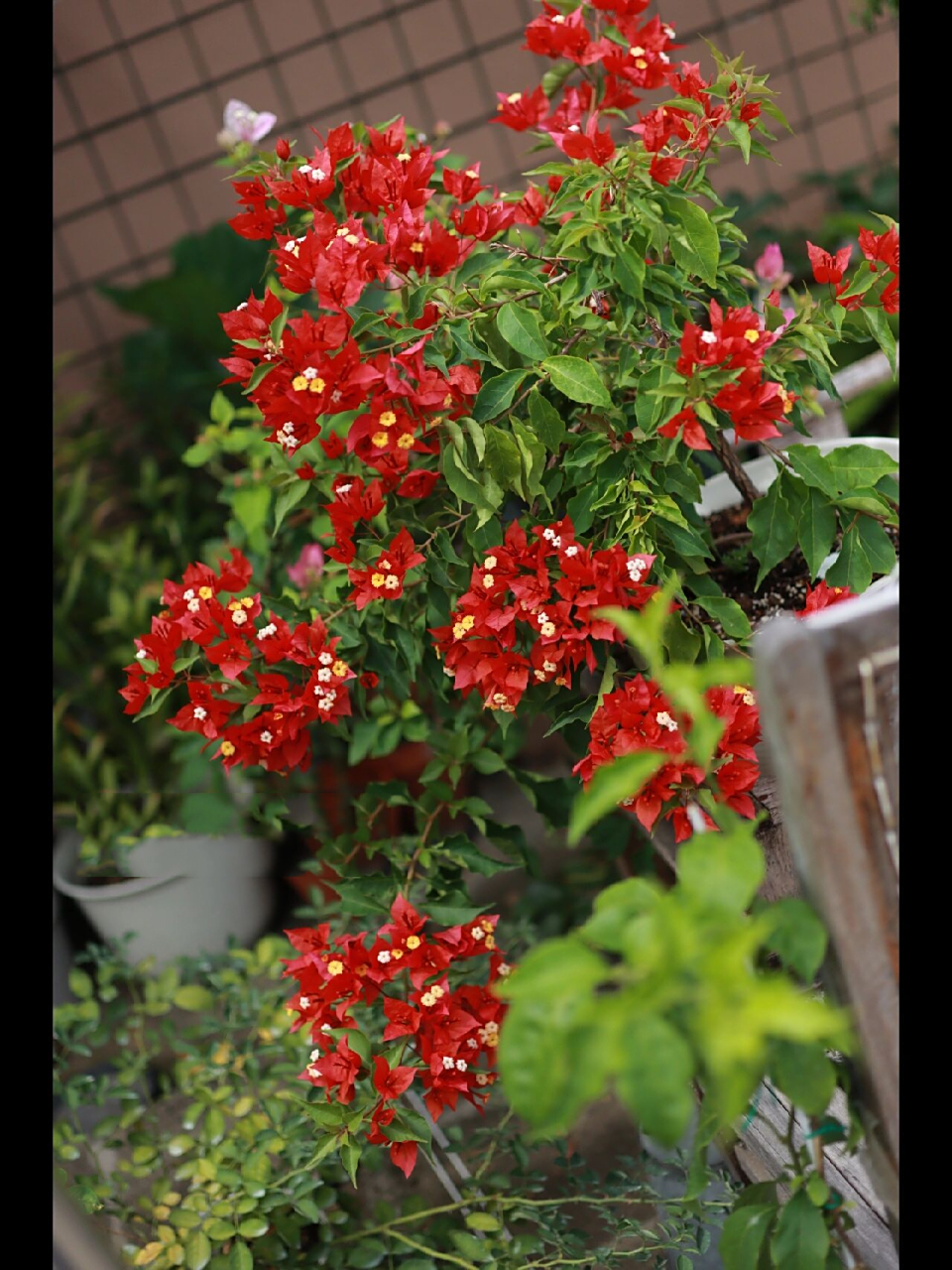 三角梅‖热火桑巴,非常勤花,红的热火