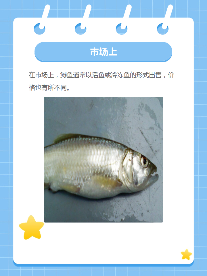 价格有点让人眼花缭乱呢!小型鳡鱼30-40元一斤,大型的能上百元一斤哦!