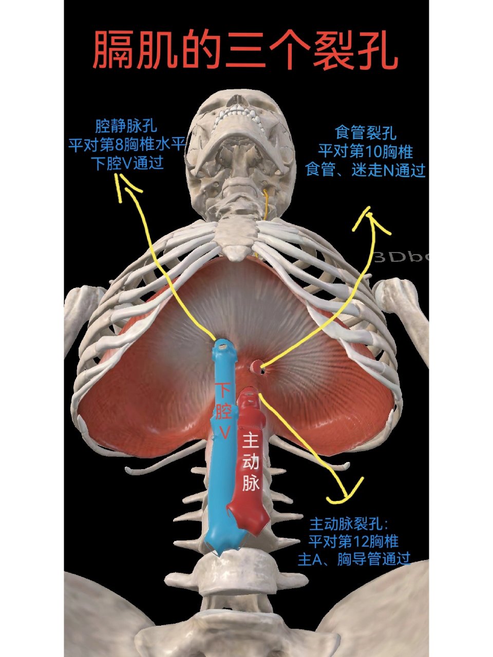 膈肌与腹后壁肌手绘图图片