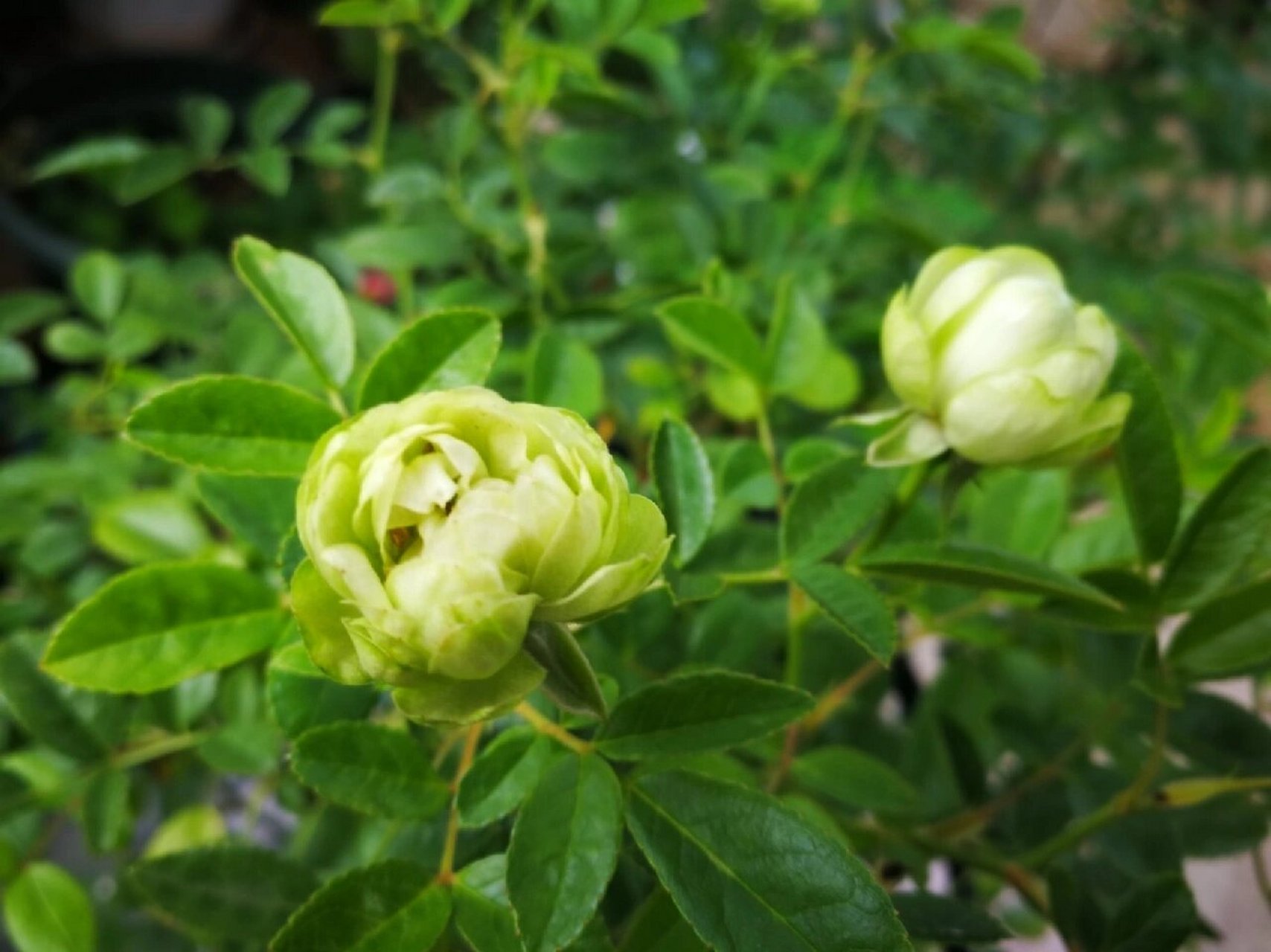 绿色的花花—独特的绿萼月季 96我一直少有花开绿色的花花,这棵"绿