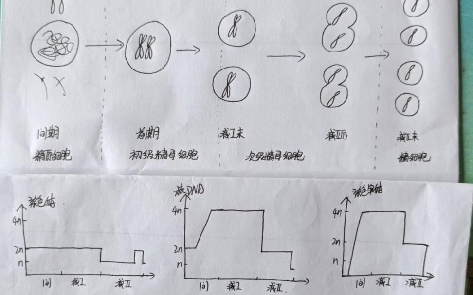 一条染色体上有几个DNA图片