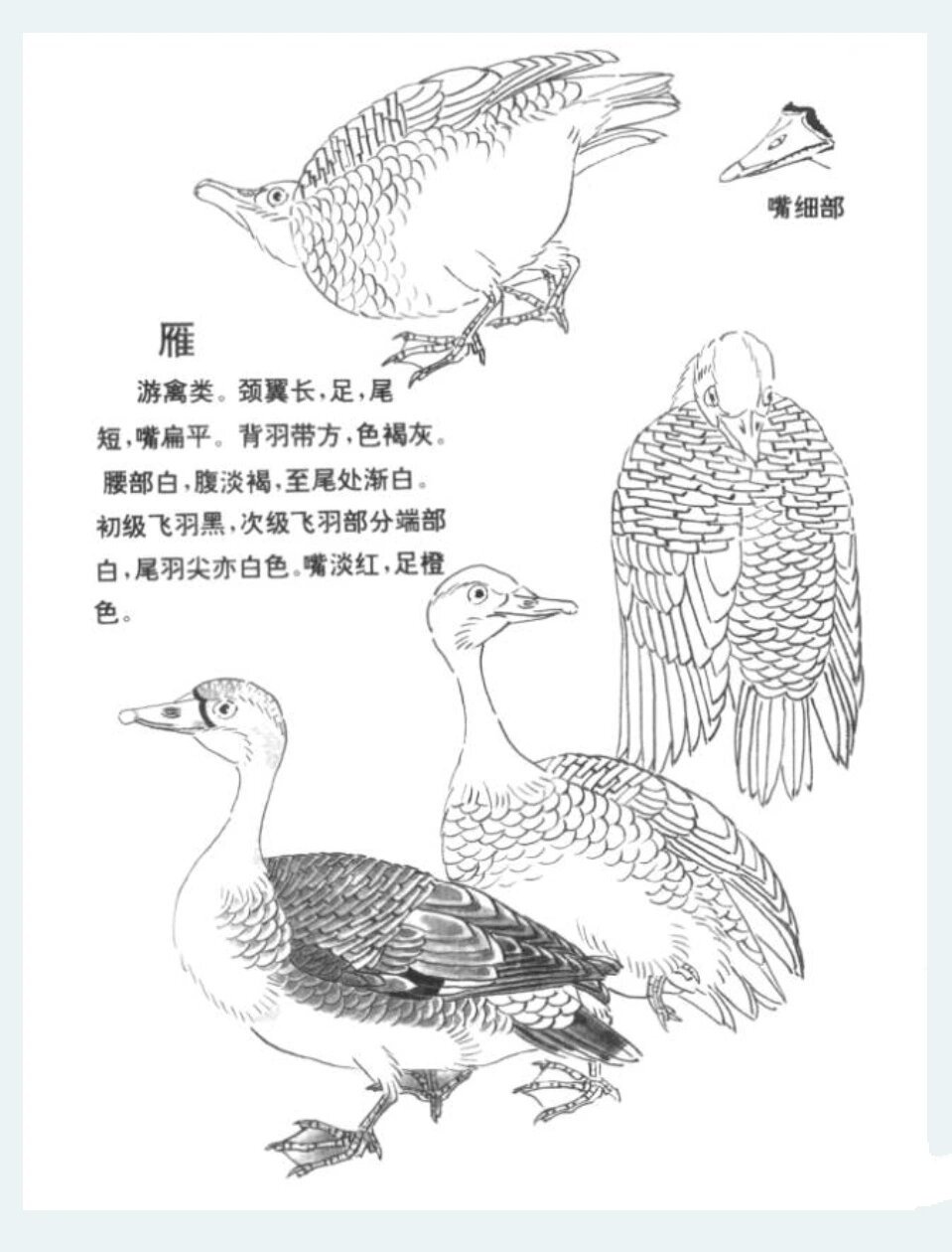 大雁简笔画三步 简单图片