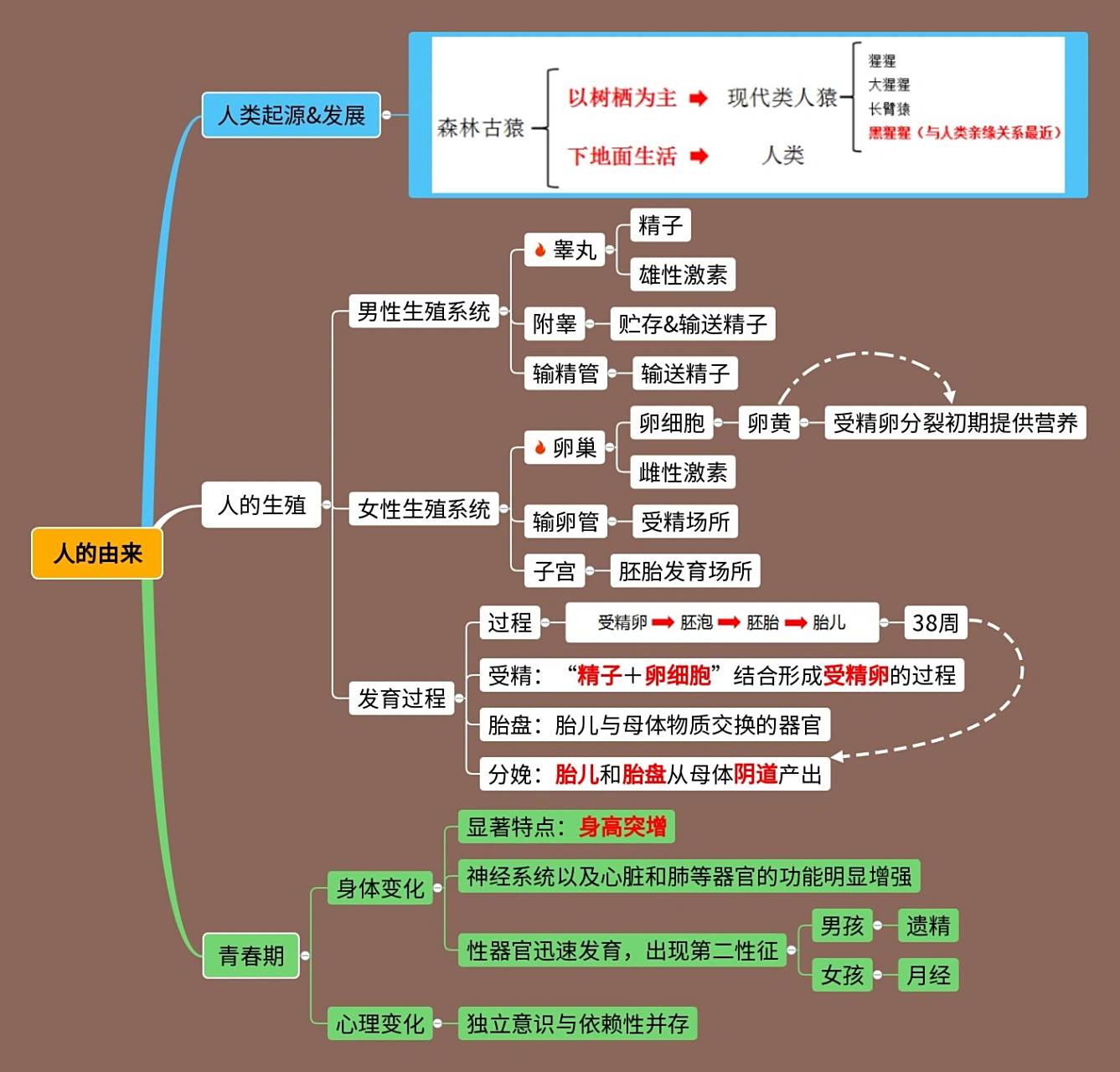 生物篇6015初一下册:人的由来(思维导图) 今日份更新初一生物下册