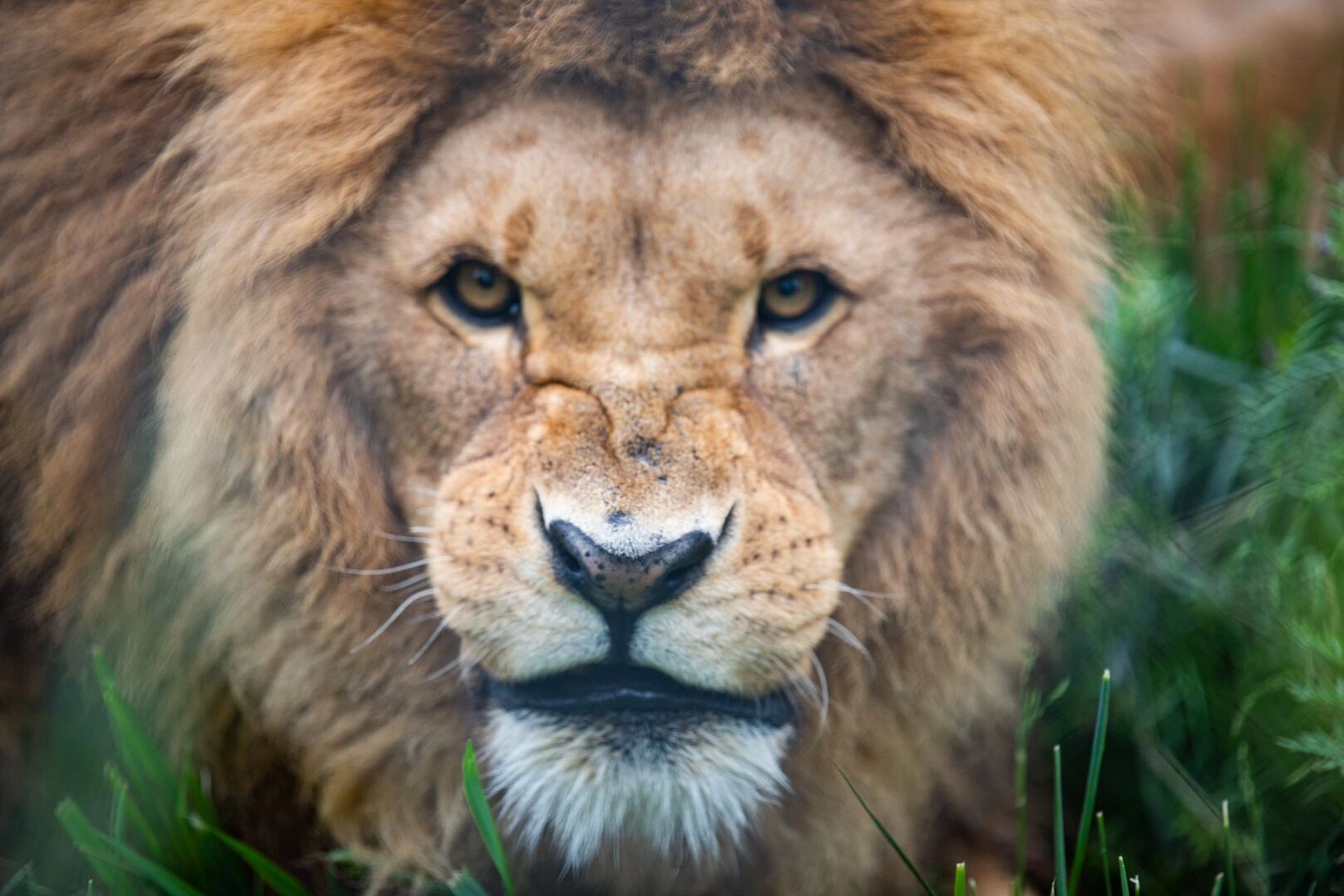 狮子|动物园也能拍出非洲大草原的感觉～ 0315:动物园拍狮子,只要