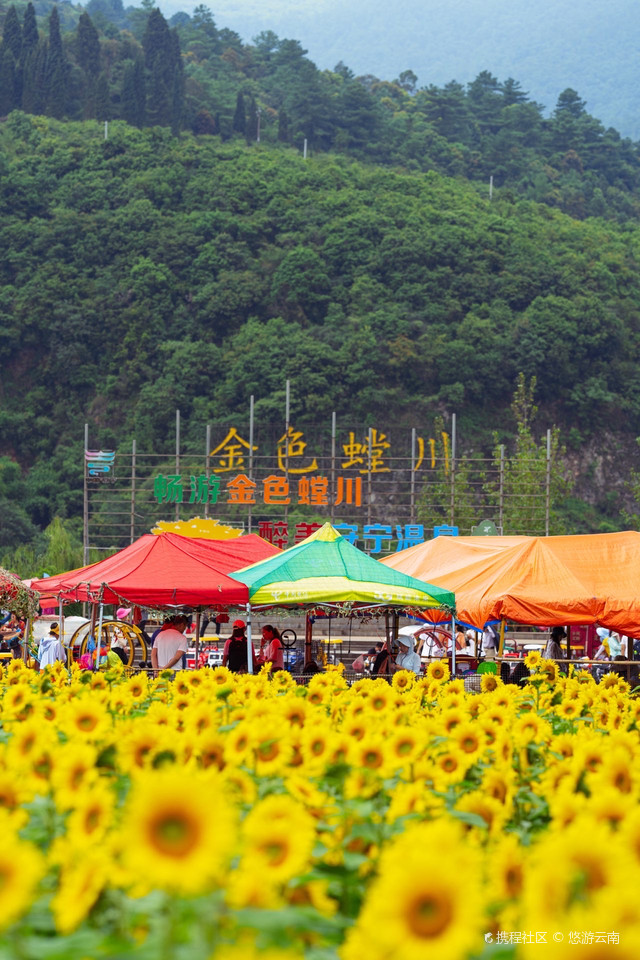 金色螳螂川风景区图片