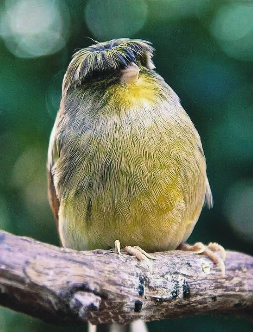 鸟界洗剪吹:格洛斯特金丝雀