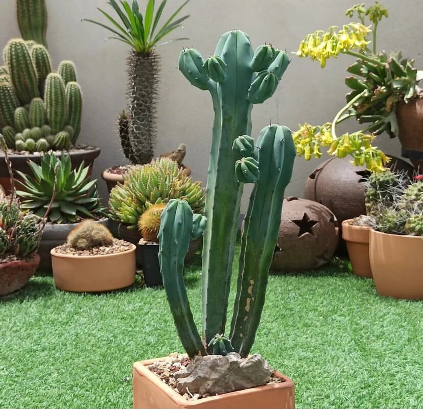 家居植物分享-龙神木 仙人掌科,龙神柱属多年生草本多浆植物.