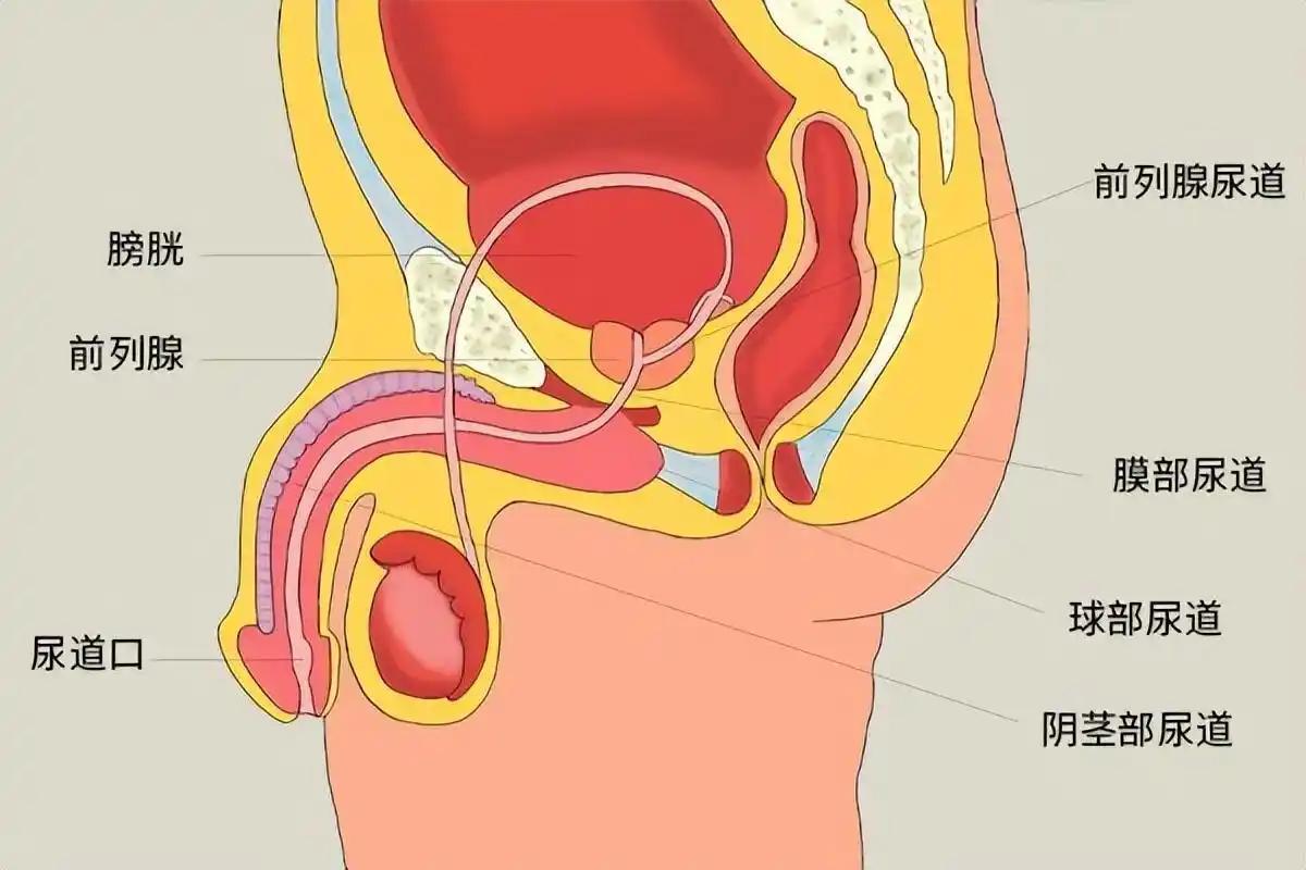 有个厦门的慢性前列腺患者,被尿频,尿不尽折磨了3年多,平时尿频尿急