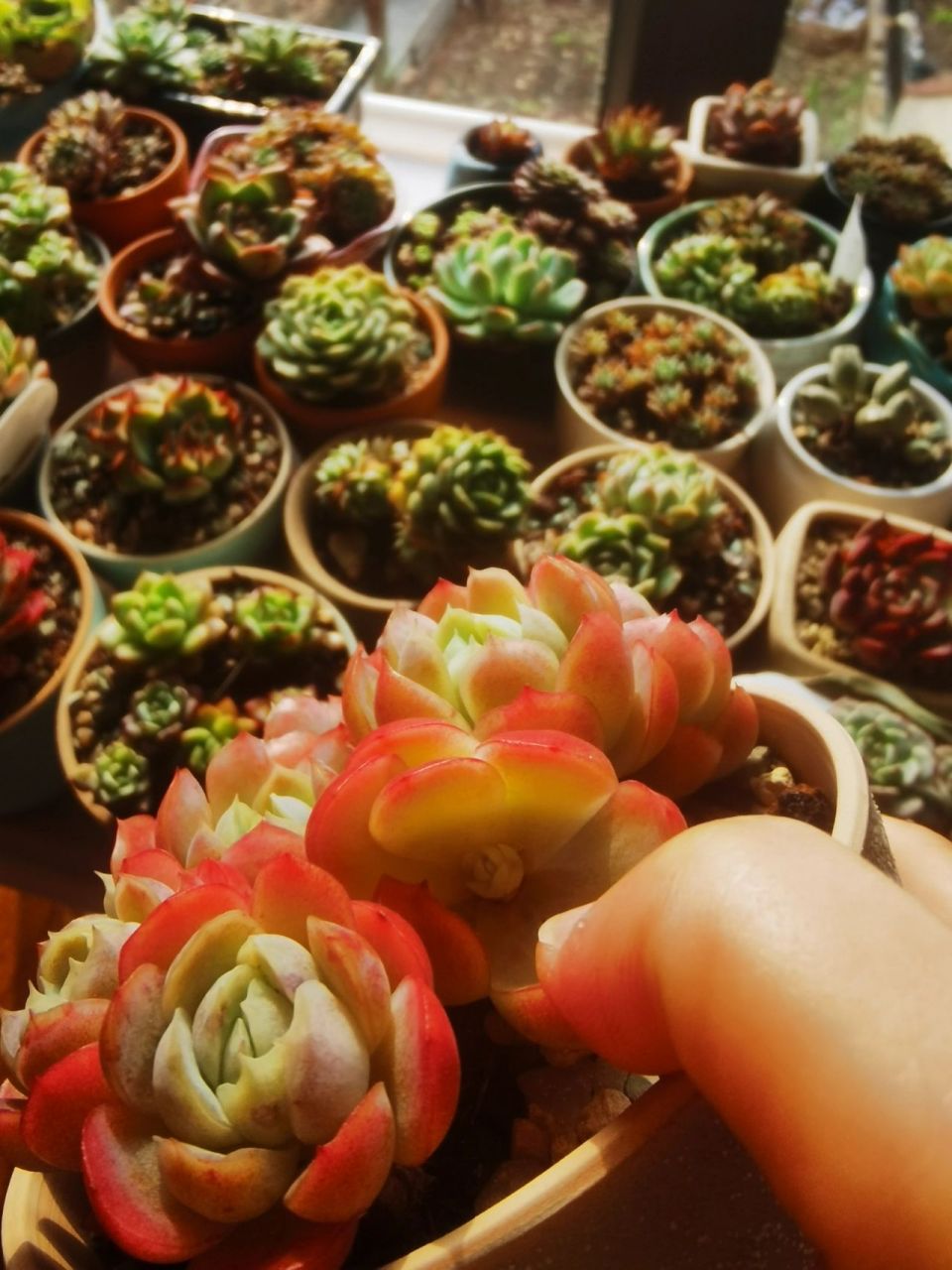 优芽素完全是一个智商税 前四张图片是喷了优芽素的,最后一张是没有喷