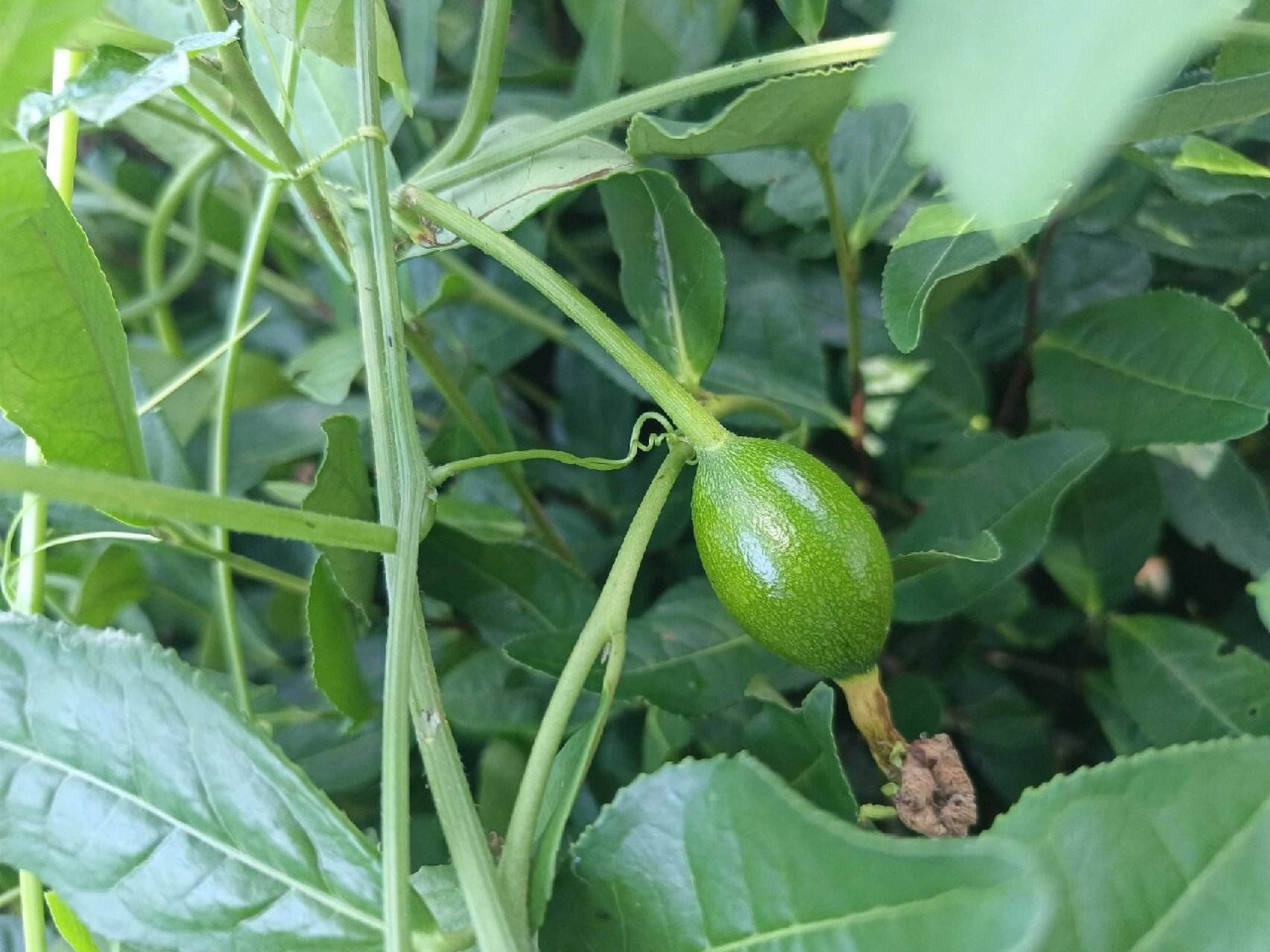 植物小科普～栝(guā)楼(lóu) 别 名:天瓜,天花粉,括楼,瓜楼,瓜蒌,药
