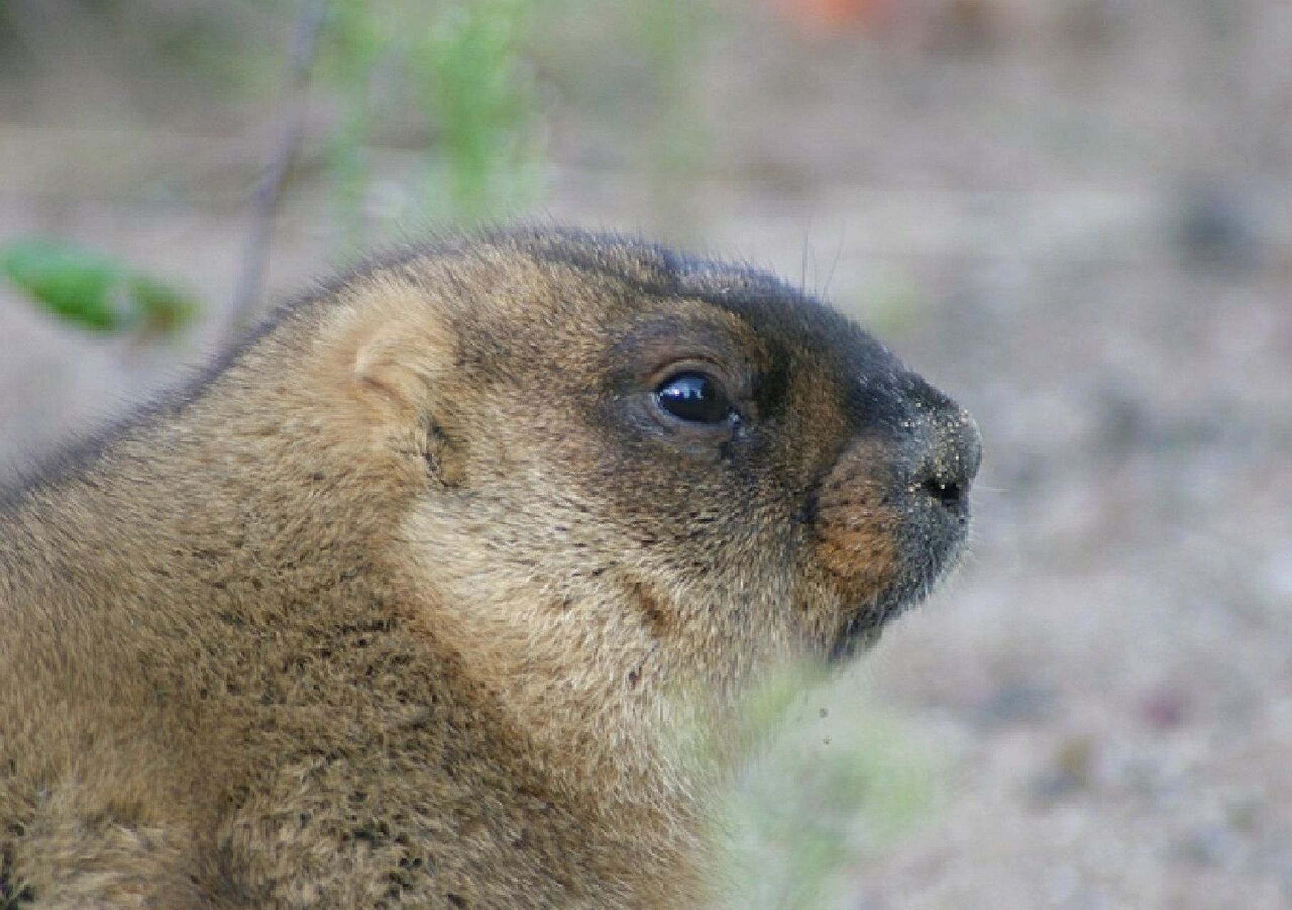 每天认识一种宝藏动物98007 96别名:土拨鼠 96名称:草原犬鼠
