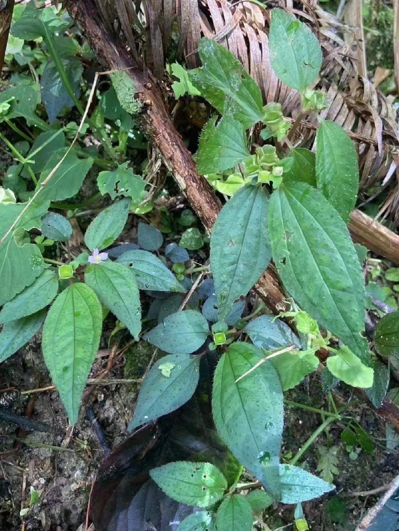野生风柜斗草有啥用处