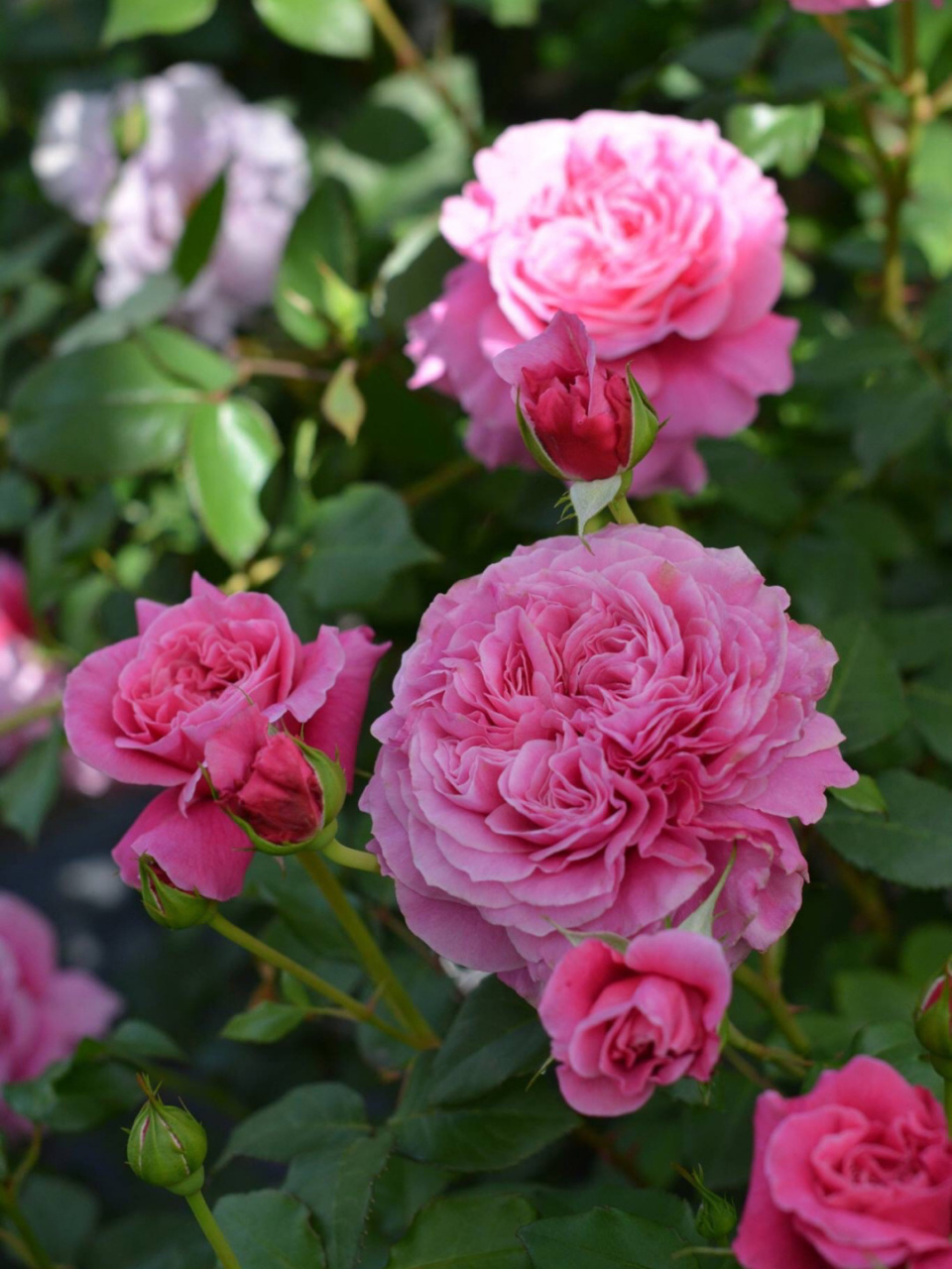 河本月季科普—天堂系列(天使) 图一 天使长·米迦勒(唯一一款红色