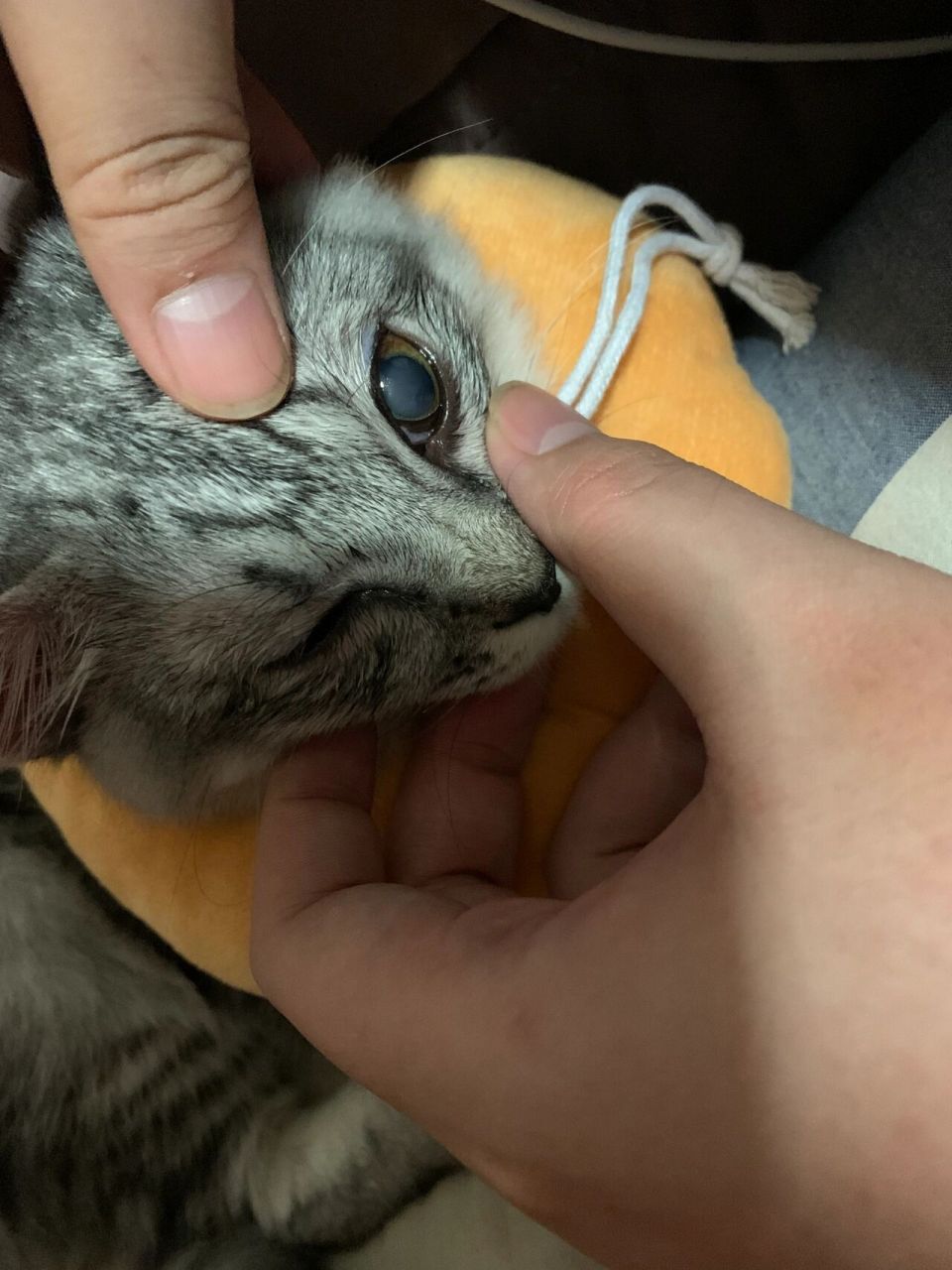 求助帖:我家猫瞳孔变白了 今天发现猫眼不对劲 仔细观察发现猫瞳孔发