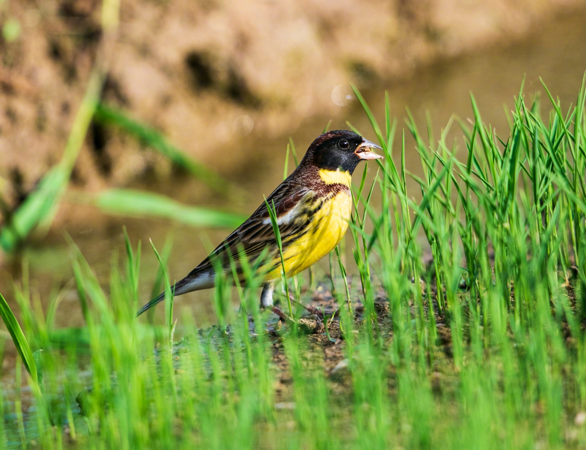 【100余只黄胸鹀现身孟津黄河湿地,系世界"极危"物种】"孟夏草木长