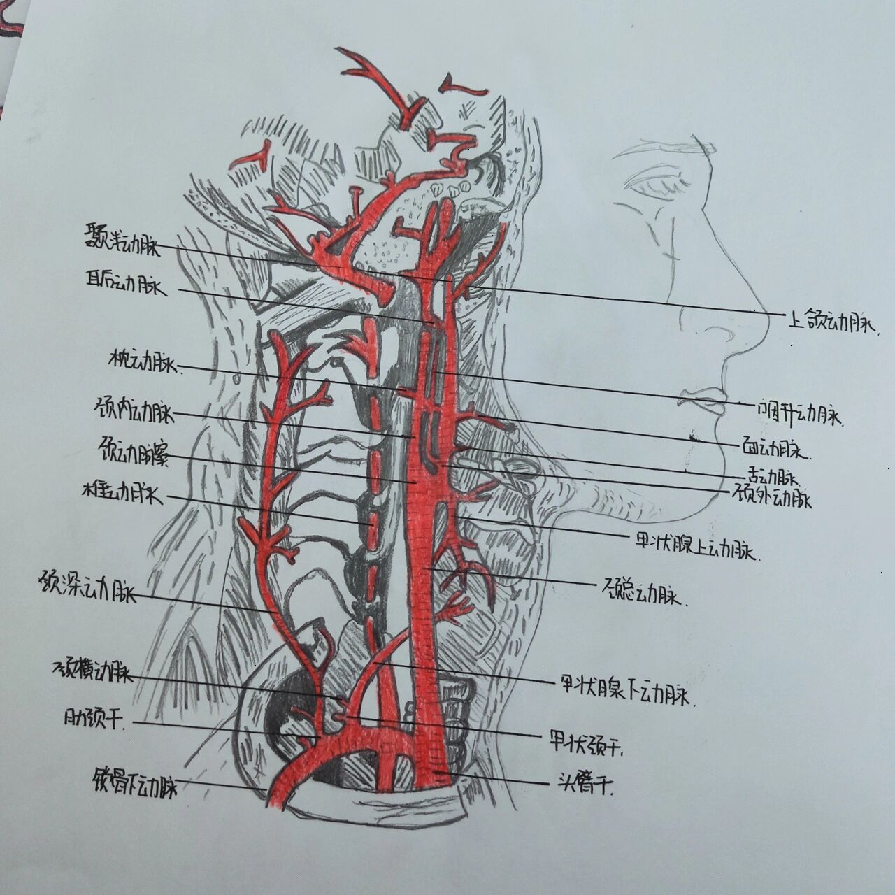 医学生 画图 解剖 颈部动脉血管