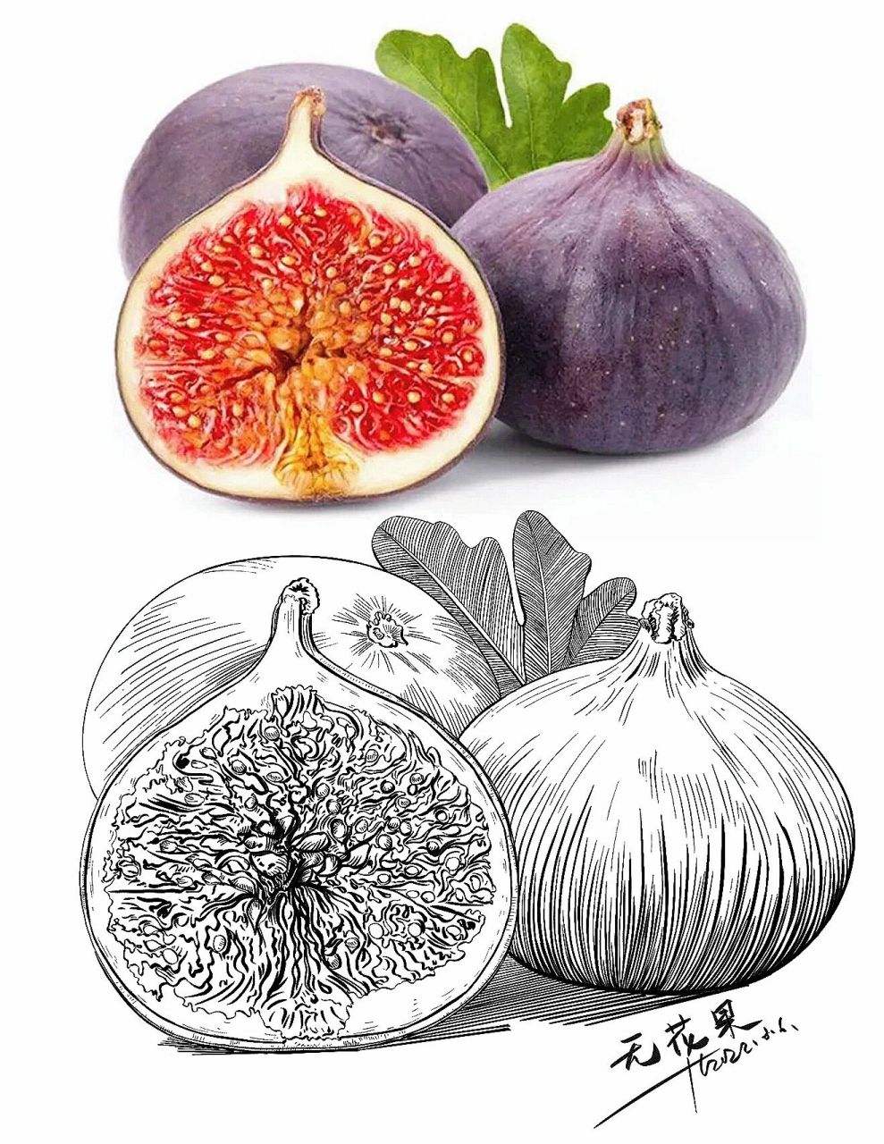 水果写生合集1:线描速写素材分享 甜美好吃的水果……补充维c