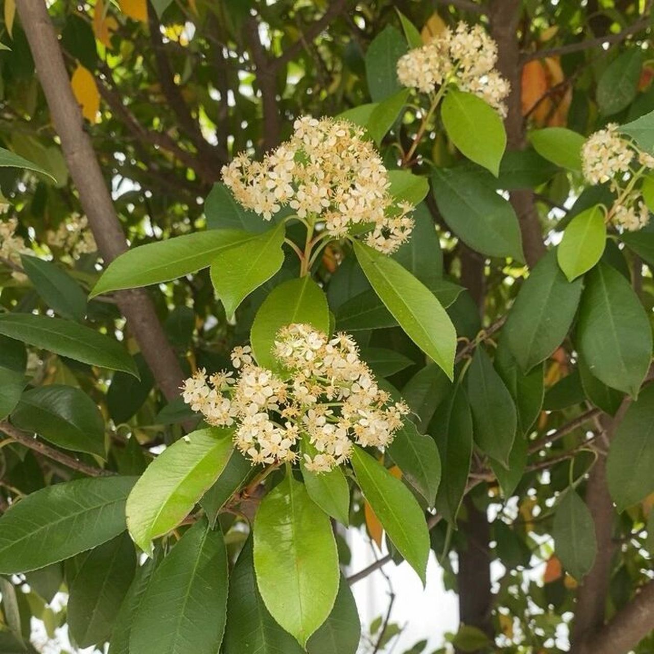 石楠花到底什么味儿啊?