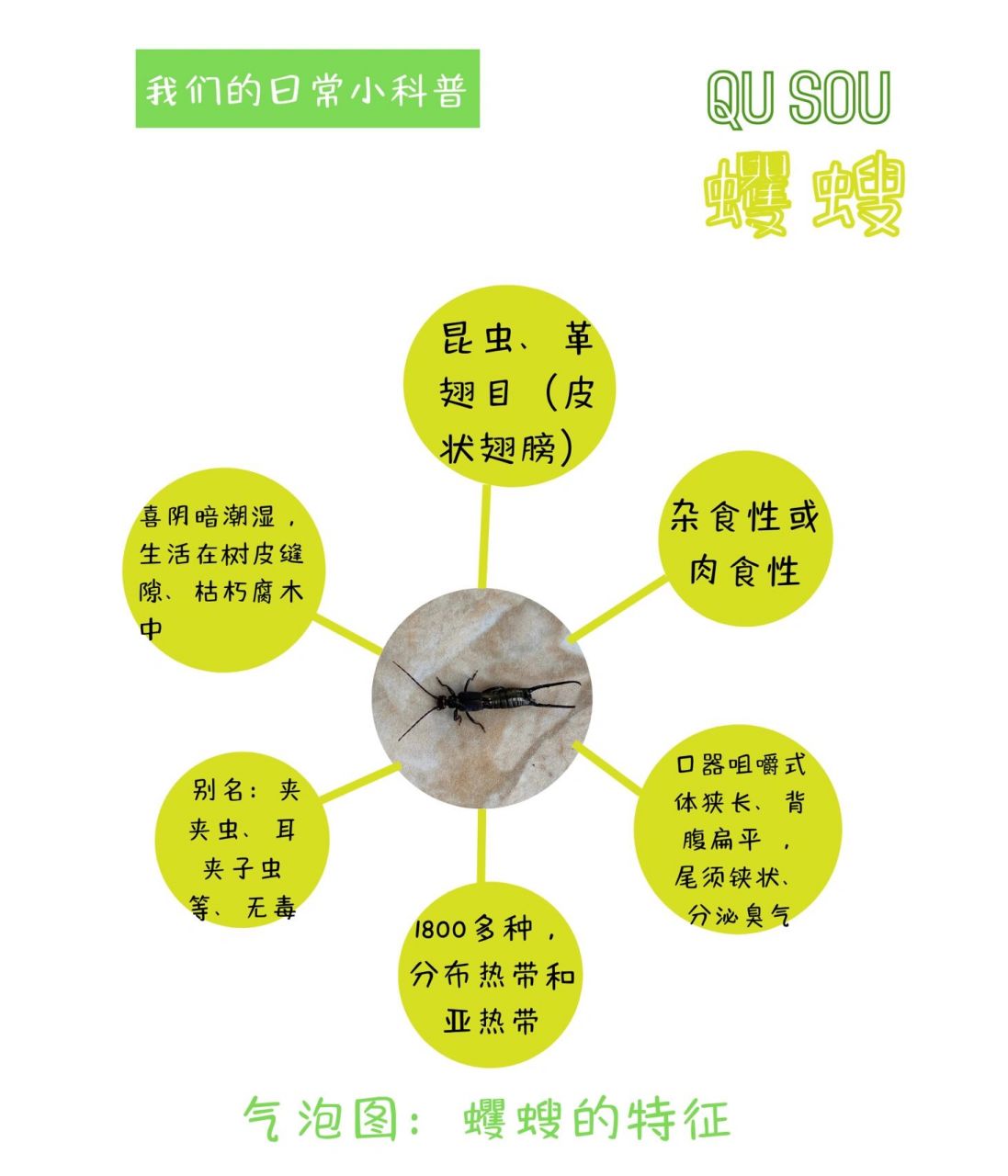 昆虫|蠼螋 最近哥哥对虫子情有独钟 在乡下发现的虫子,婆婆说叫夹夹虫